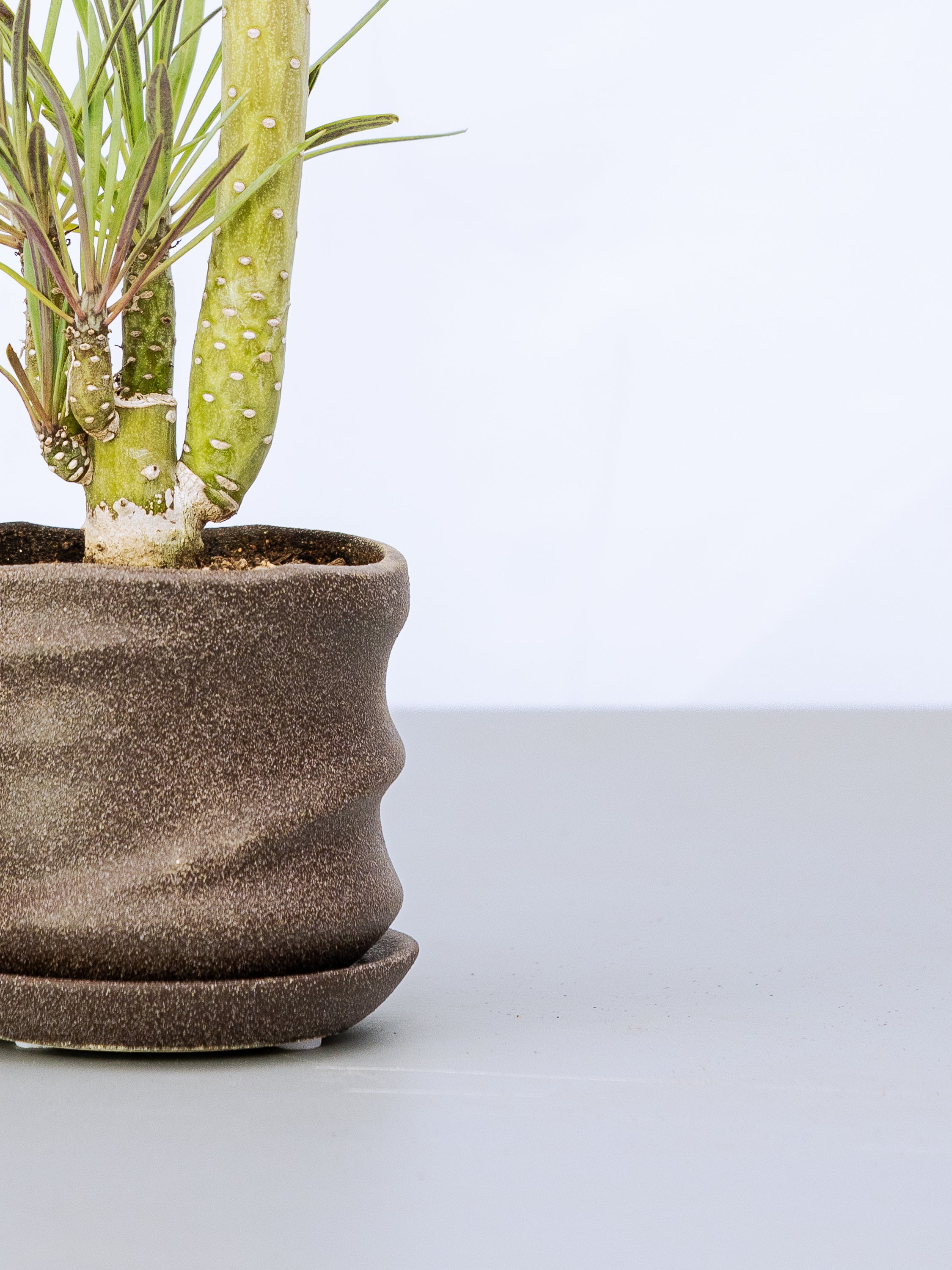 一点もの】モンキーツリーTable-M #1 | 観葉植物・お花の通販 AND