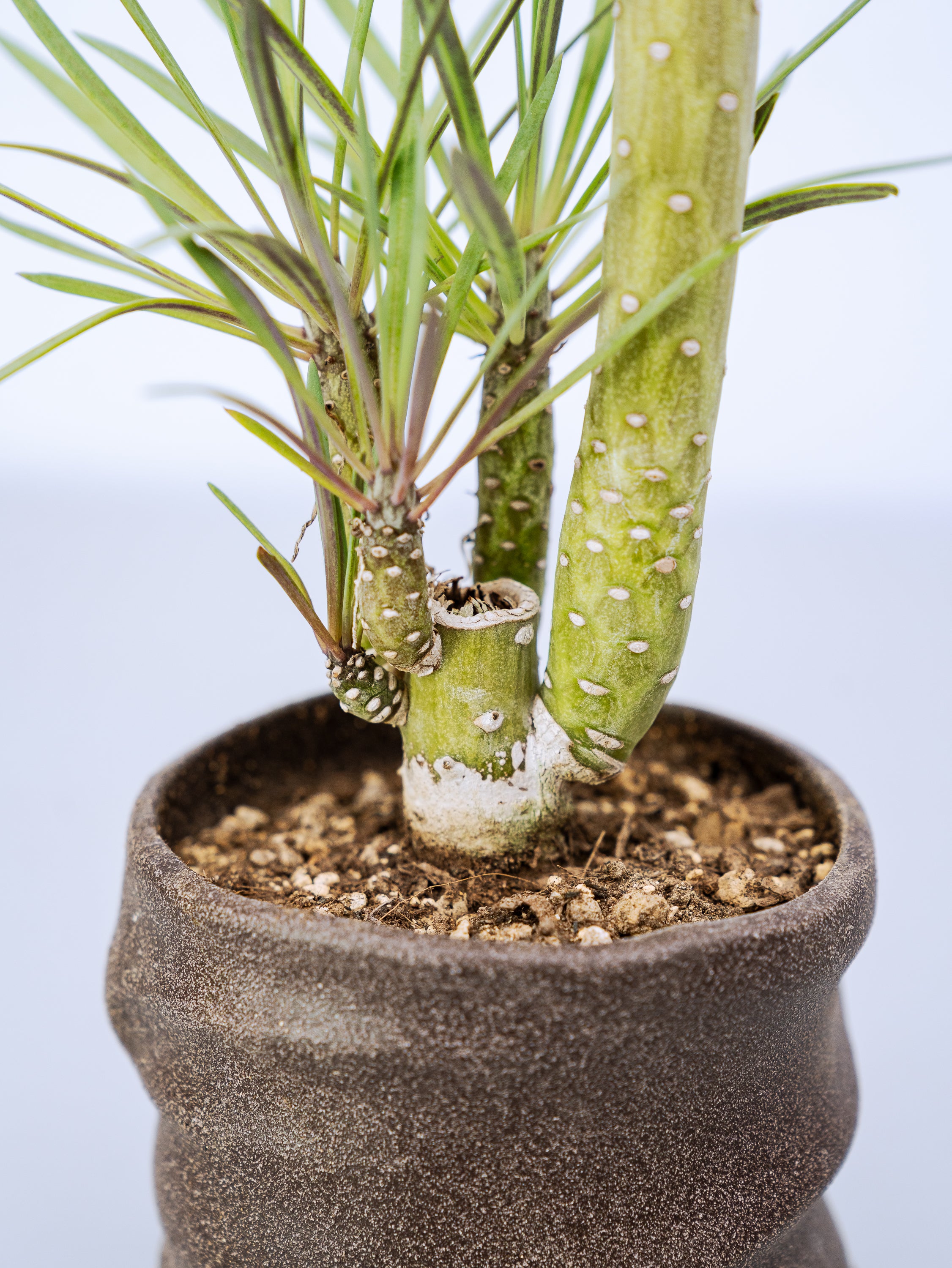 一点もの】モンキーツリーTable-M #1 | 観葉植物・お花の通販 AND