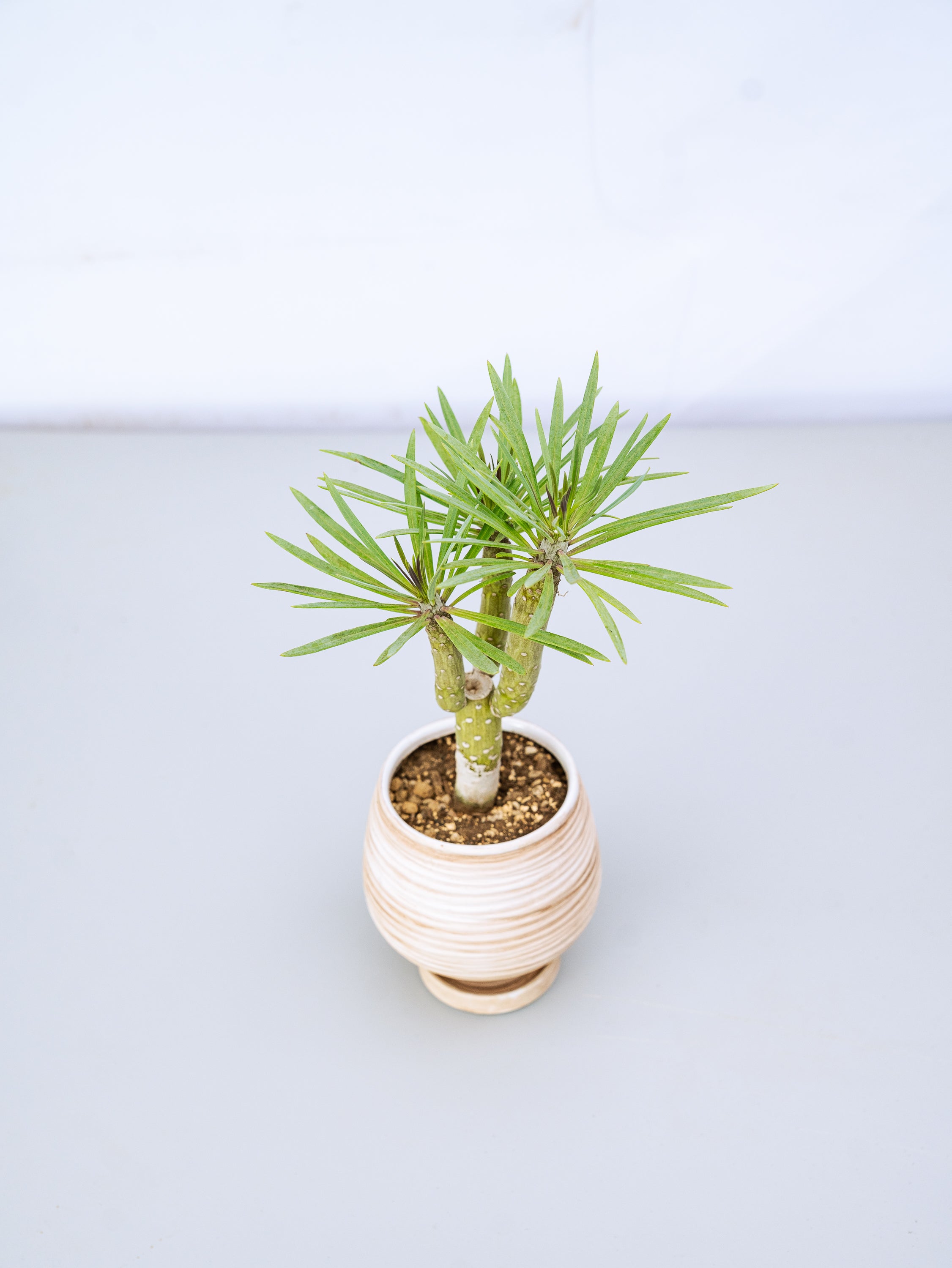 一点もの】モンキーツリーTable-M #2 | 観葉植物・お花の通販 AND