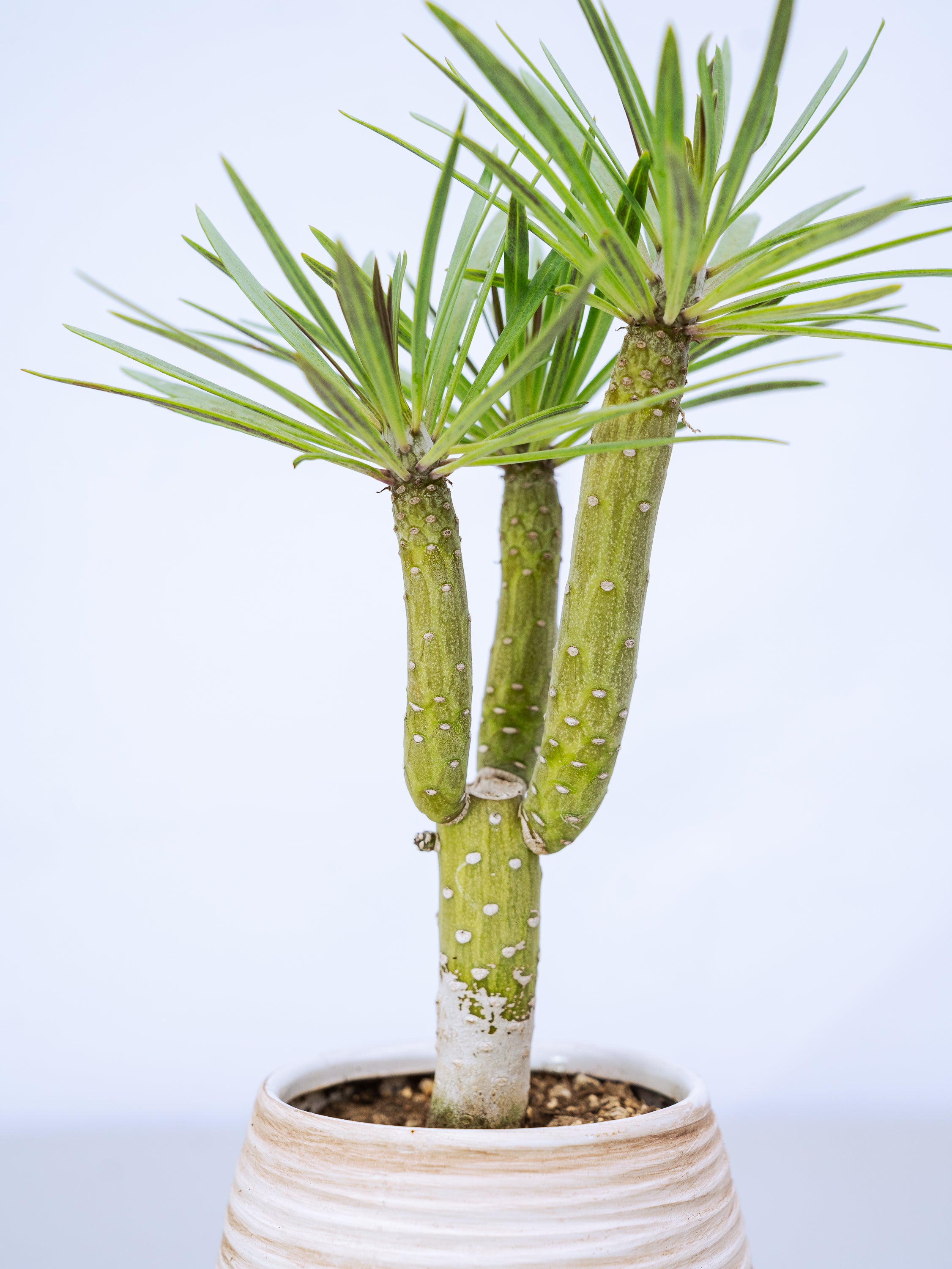 一点もの】モンキーツリーTable-M #2 | 観葉植物・お花の通販 AND