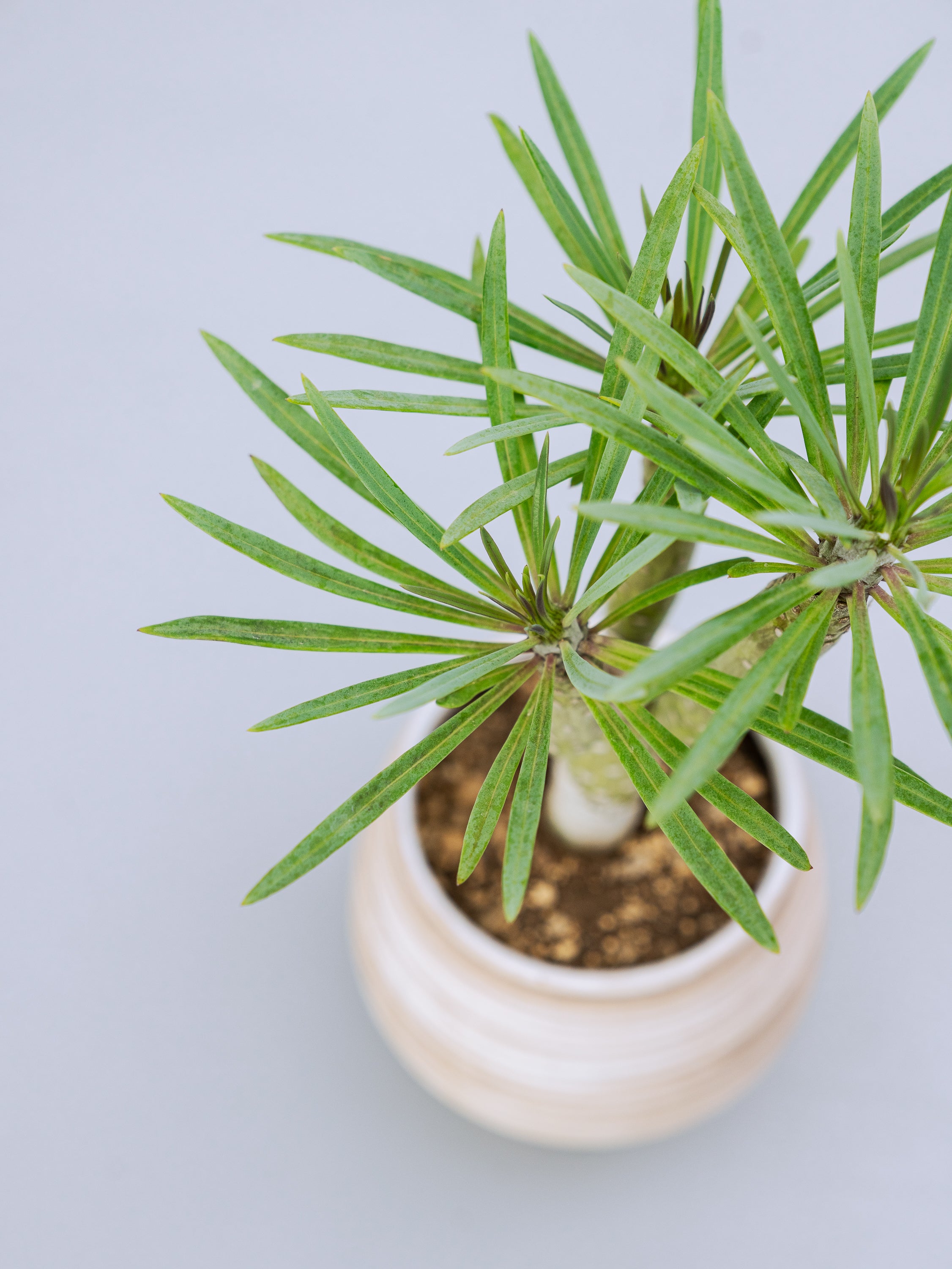 一点もの】モンキーツリーTable-M #2 | 観葉植物・お花の通販 AND