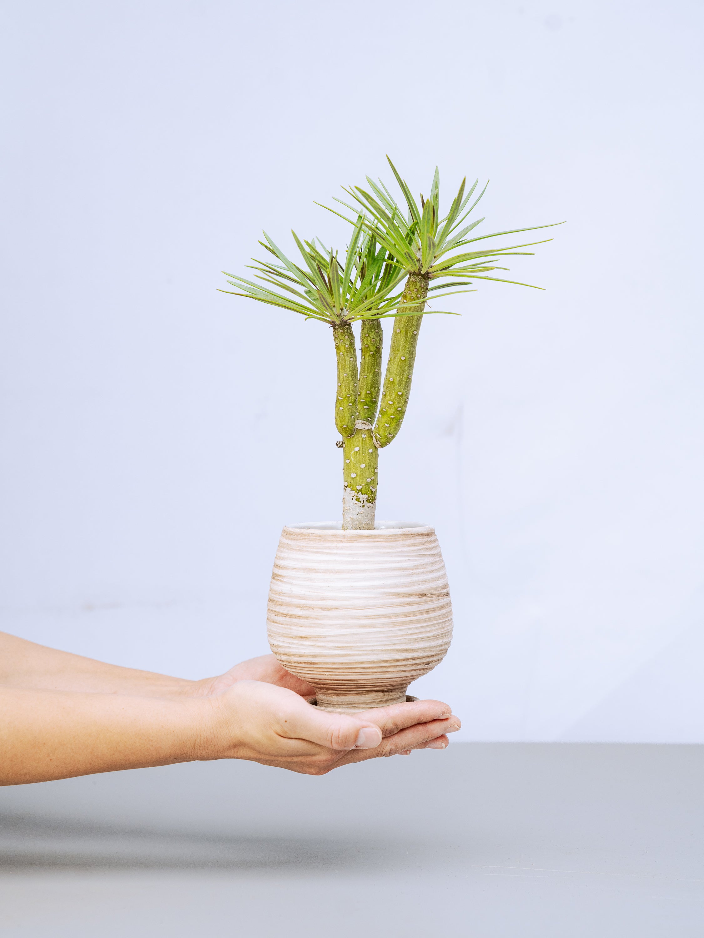 一点もの】モンキーツリーTable-M #2 | 観葉植物・お花の通販 AND