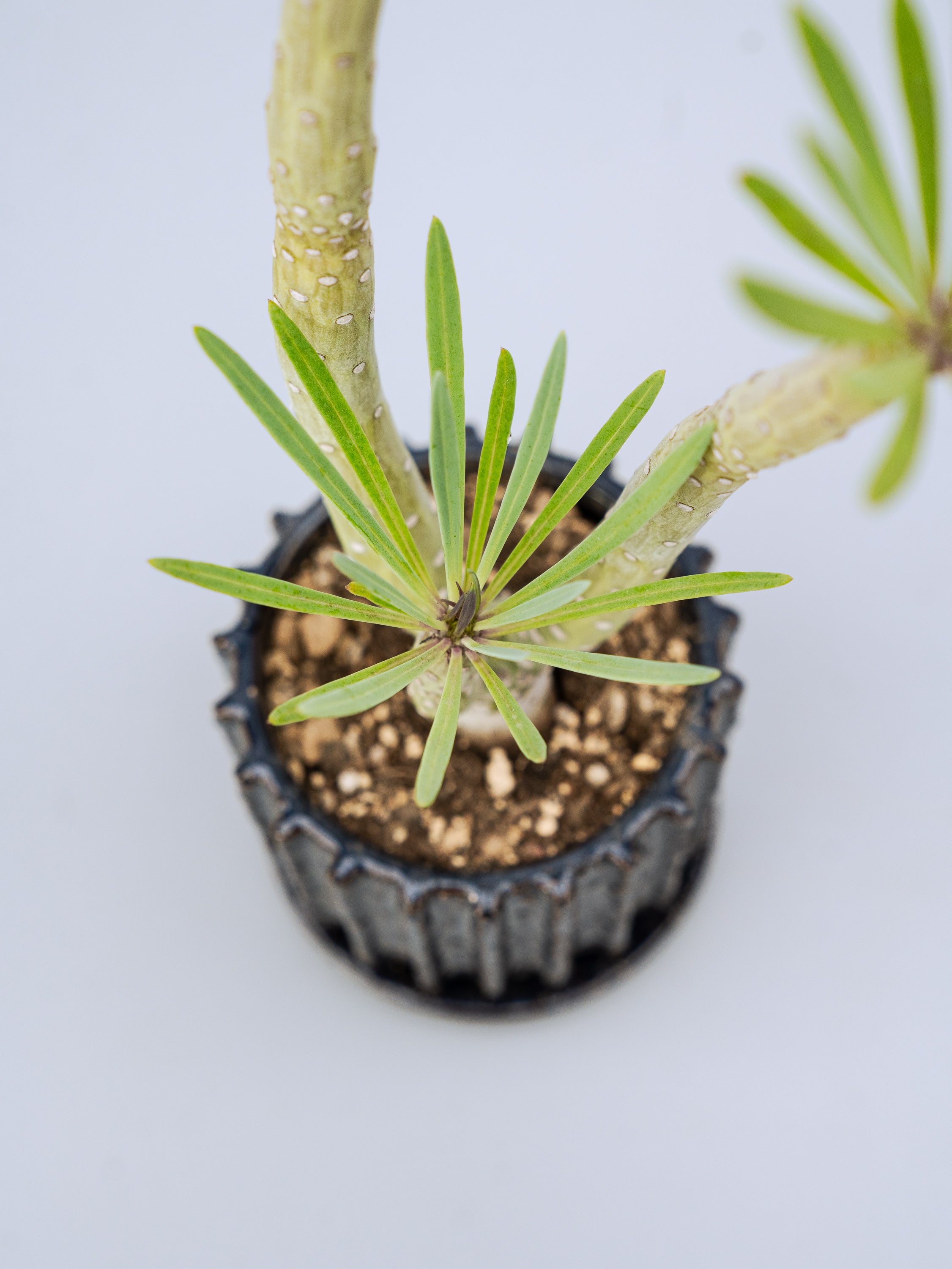 一点もの】モンキーツリーTable-M #3 | 観葉植物・お花の通販 AND
