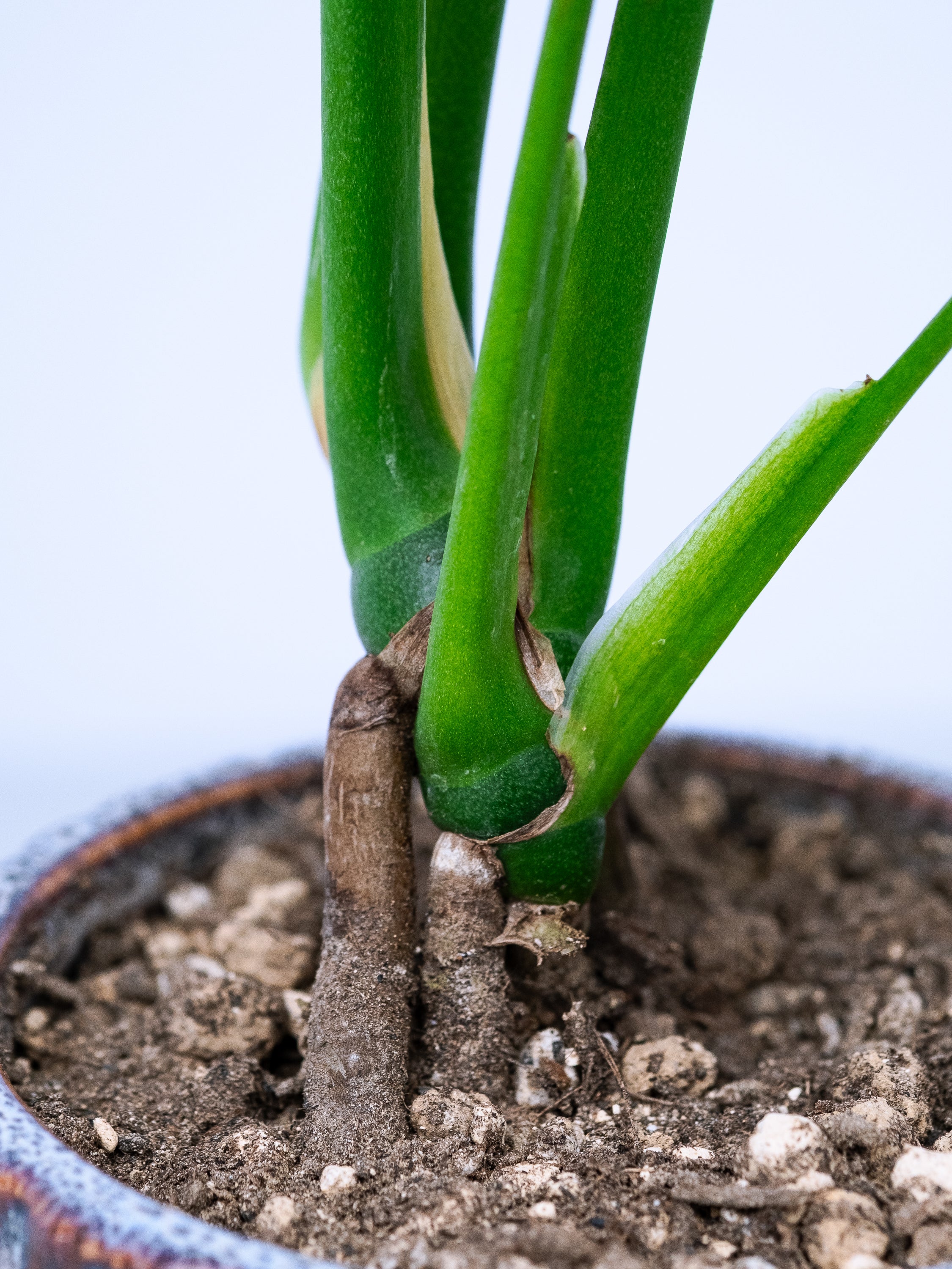 モンステラ　テーブル　葉っぱ　ブラウン 一点もの】モンステラ・コンパクタ Table-M #8 | 観葉植物・お花の通販