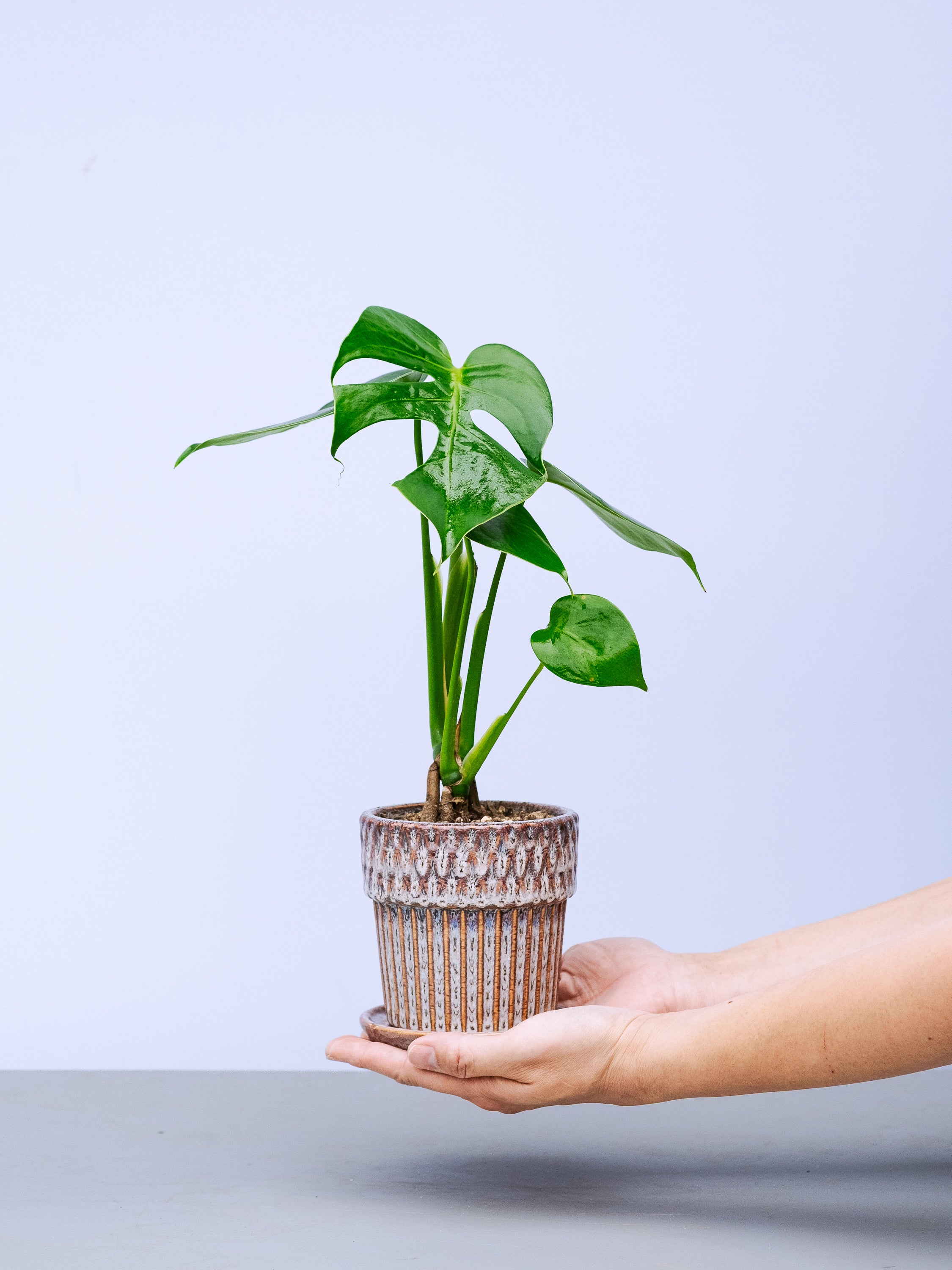 一点もの】モンステラ・コンパクタ Table-M #8 | 観葉植物・お花の通販