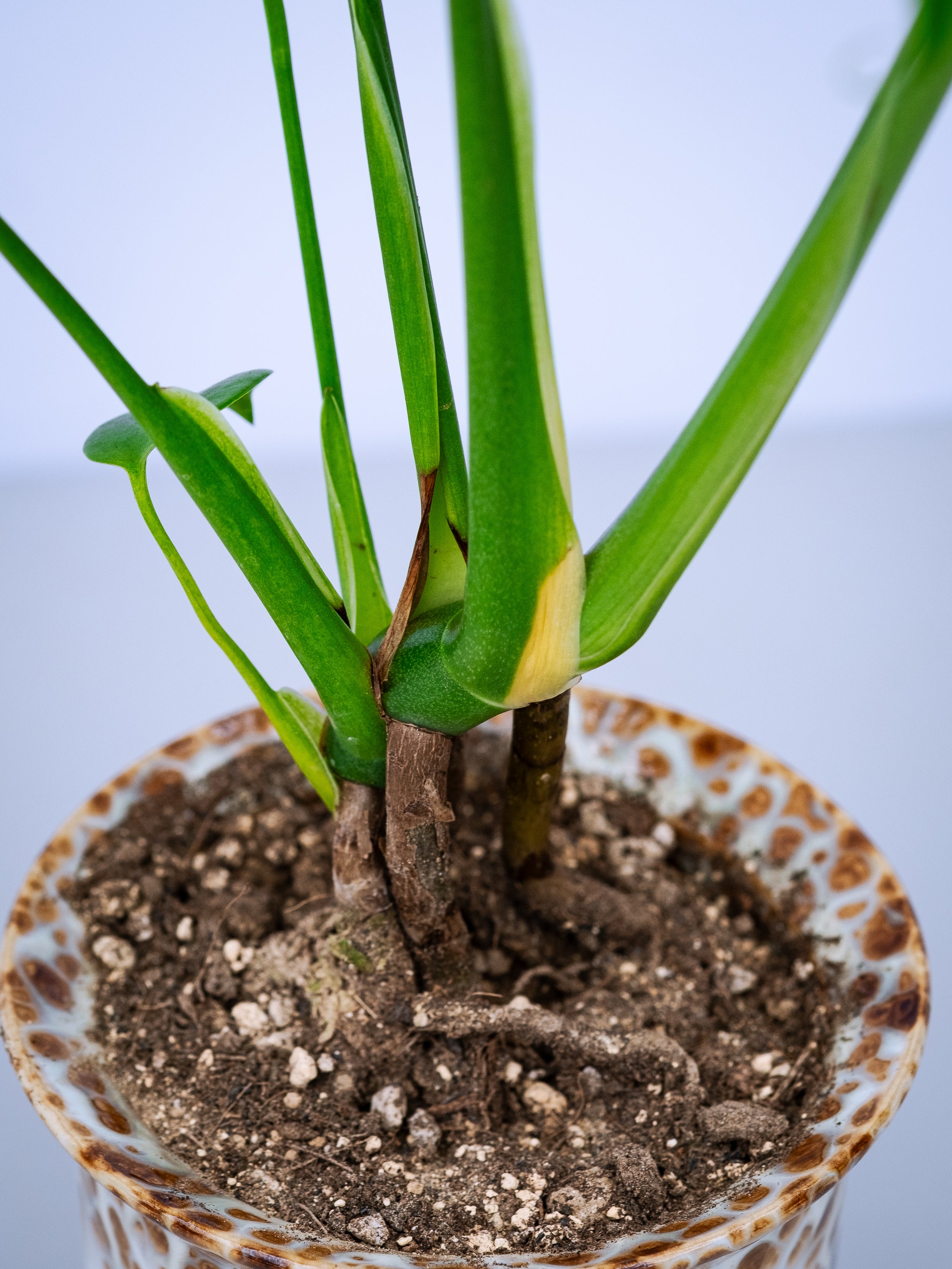 一点もの】モンステラ・コンパクタ Table-M #9 | 観葉植物・お花の通販