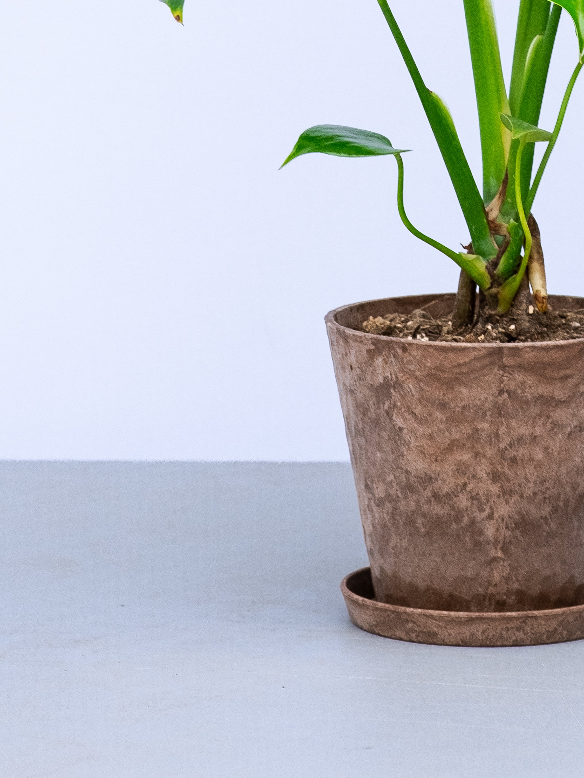 一点もの】モンステラ・コンパクタ Table-M #10 | 観葉植物・お花の