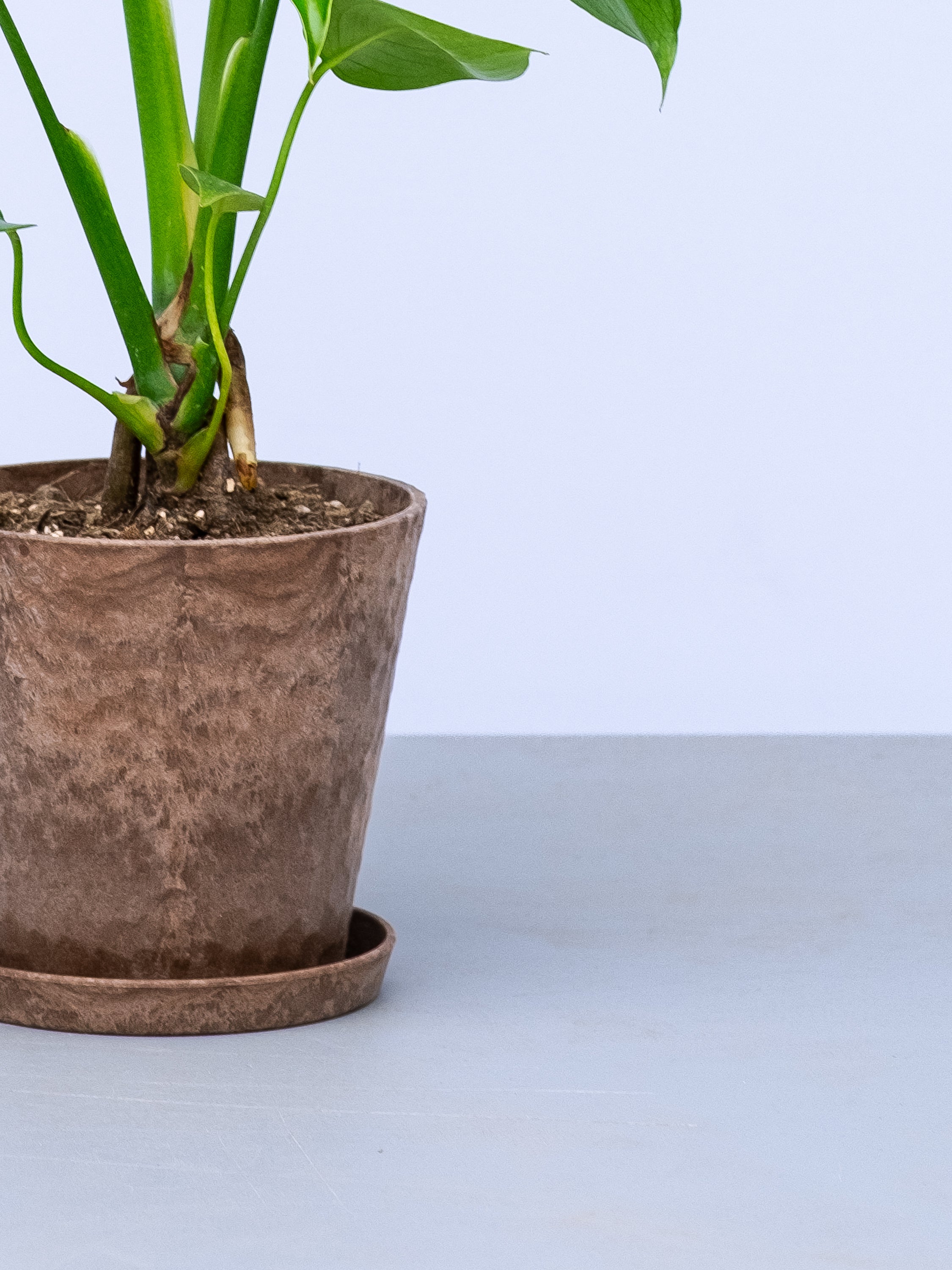 モンステラ　テーブル　葉っぱ　ブラウン 一点もの】モンステラ・コンパクタ Table-M #10 | 観葉植物・お花の