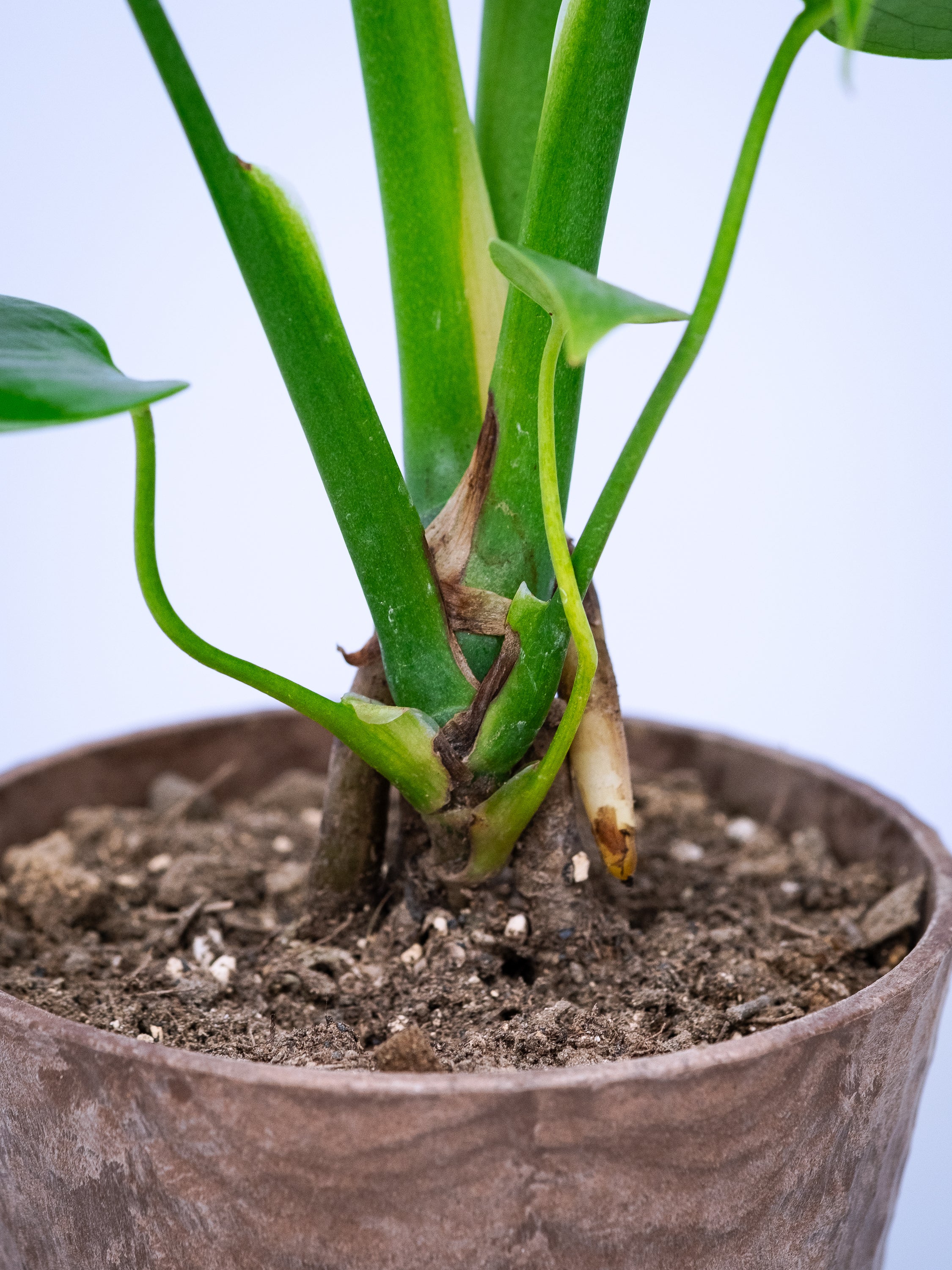 モンステラ　テーブル　葉っぱ　ブラウン 一点もの】モンステラ・コンパクタ Table-M #10 | 観葉植物・お花の