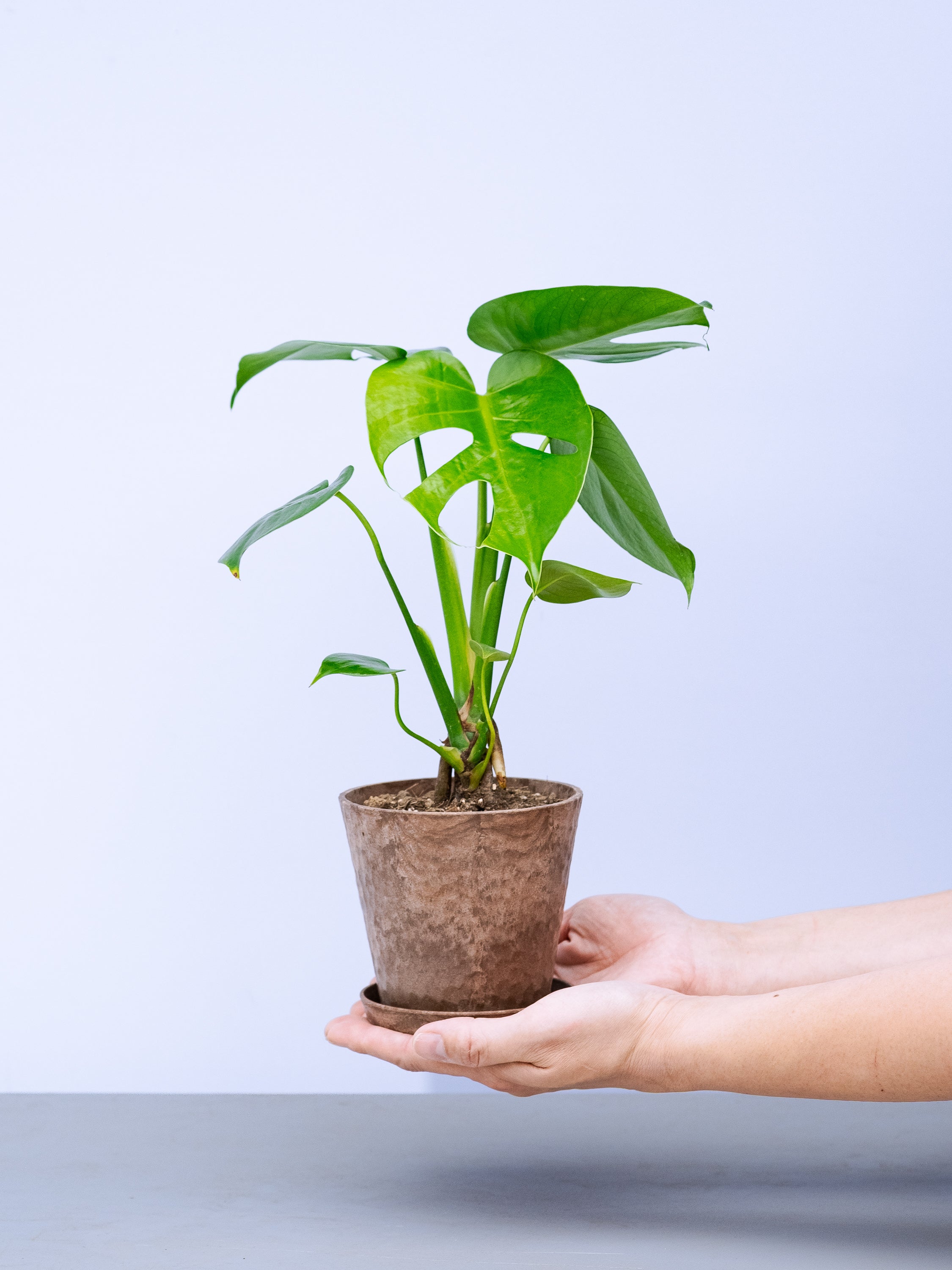 一点もの】モンステラ・コンパクタ Table-M #10 | 観葉植物・お花の