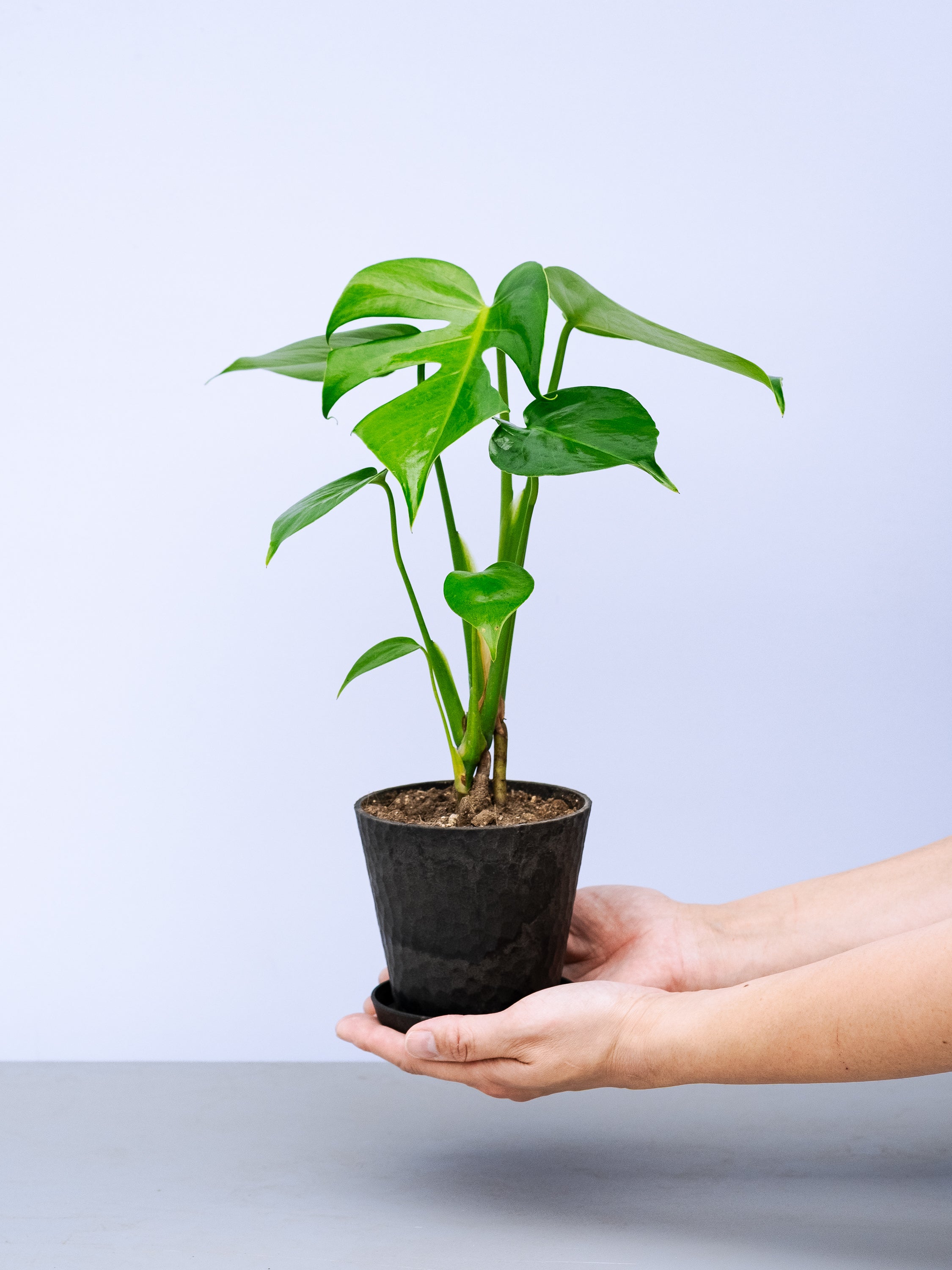 一点もの】モンステラ・コンパクタ Table-M #11 | 観葉植物・お花の