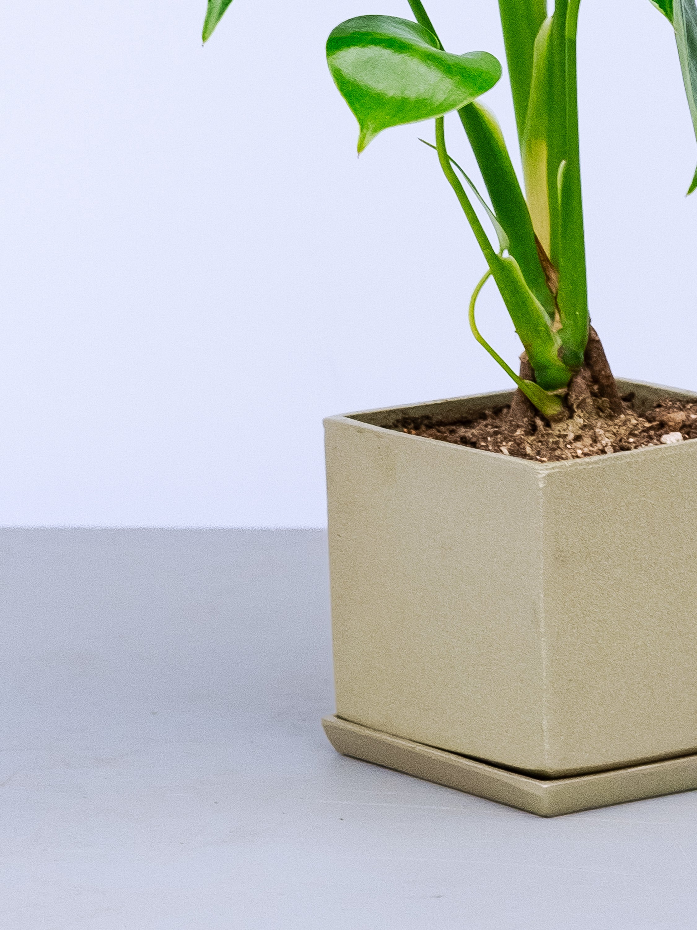 一点もの】モンステラ・コンパクタ Table-M #12 | 観葉植物・お花の