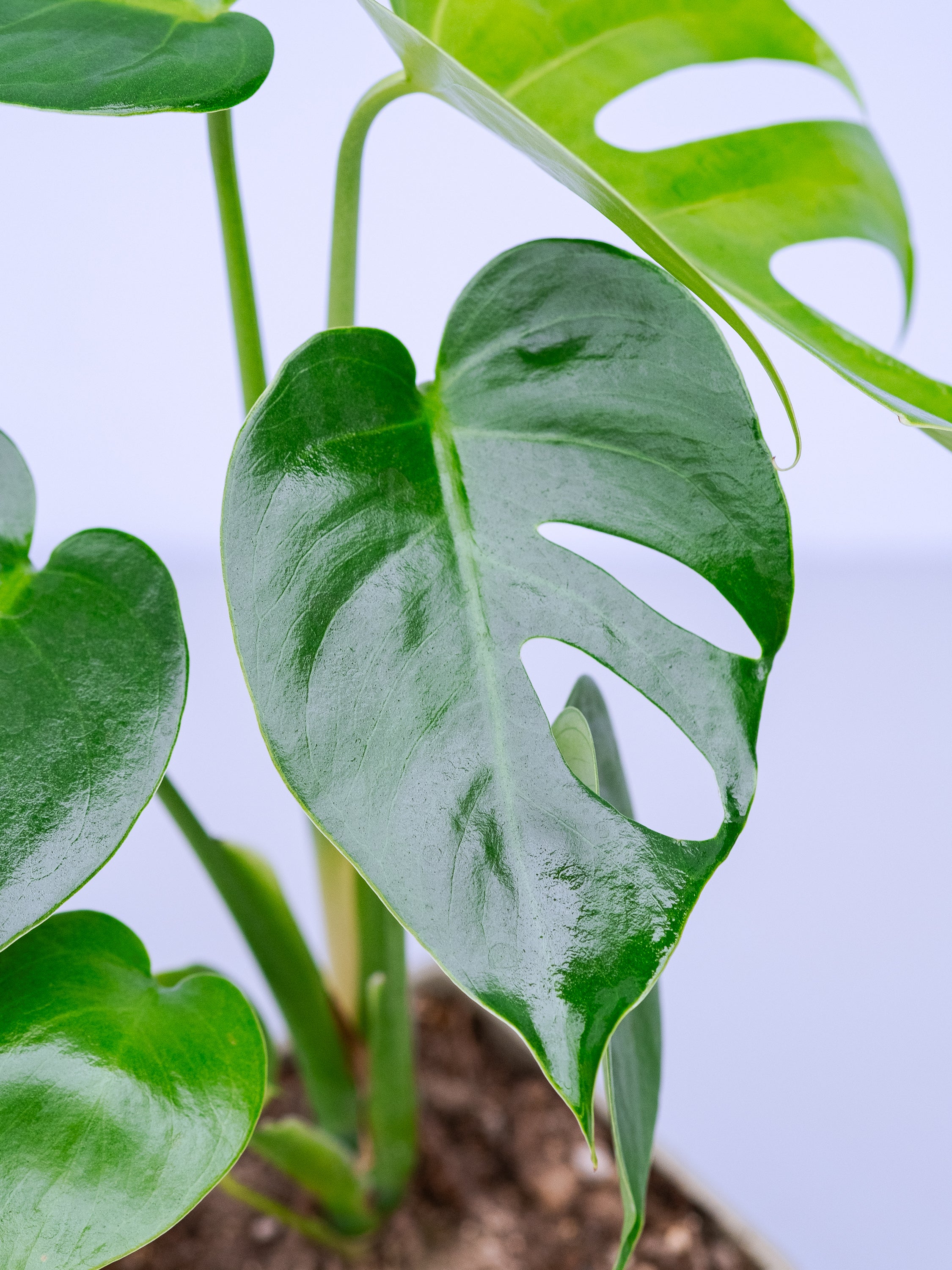 一点もの】モンステラ・コンパクタ Table-M #12 | 観葉植物・お花の