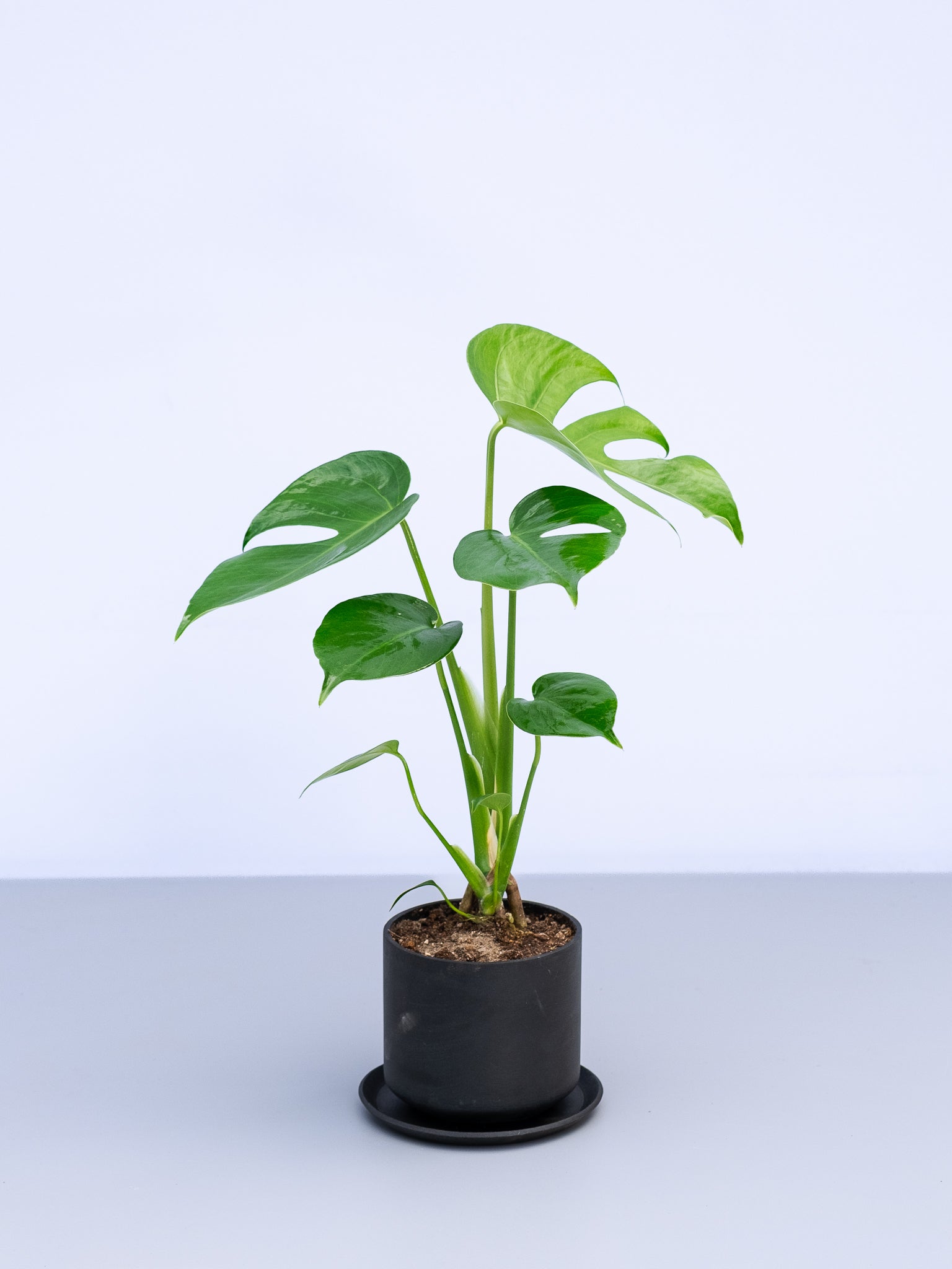 一点もの】モンステラ・コンパクタ Table-M #7 | 観葉植物・お花の通販