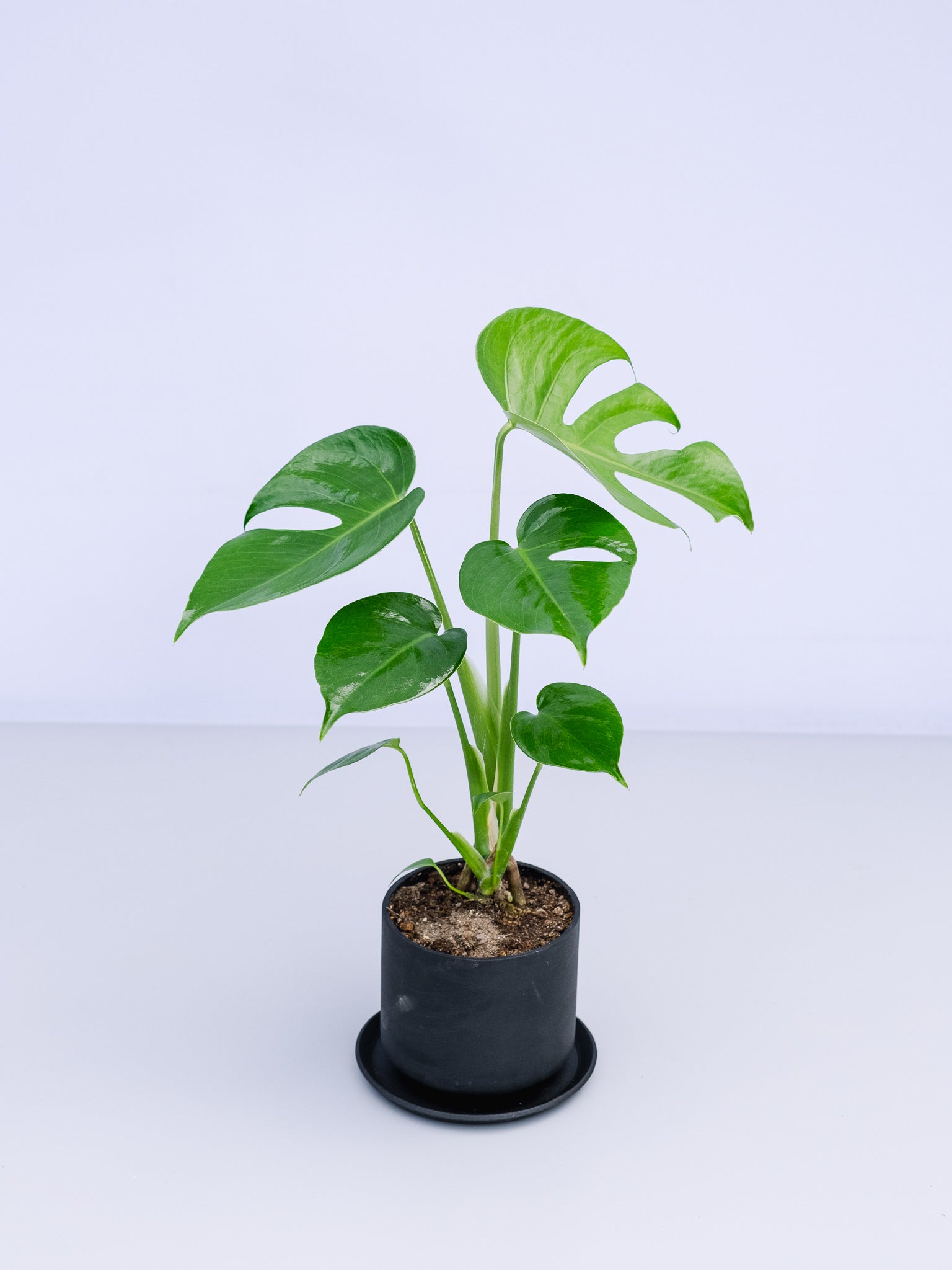 一点もの】モンステラ・コンパクタ Table-M #7 | 観葉植物・お花の通販