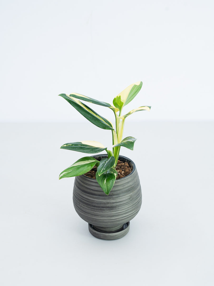 モンステラ 4号 | 観葉植物の通販 AND PLANTS (アンドプランツ)