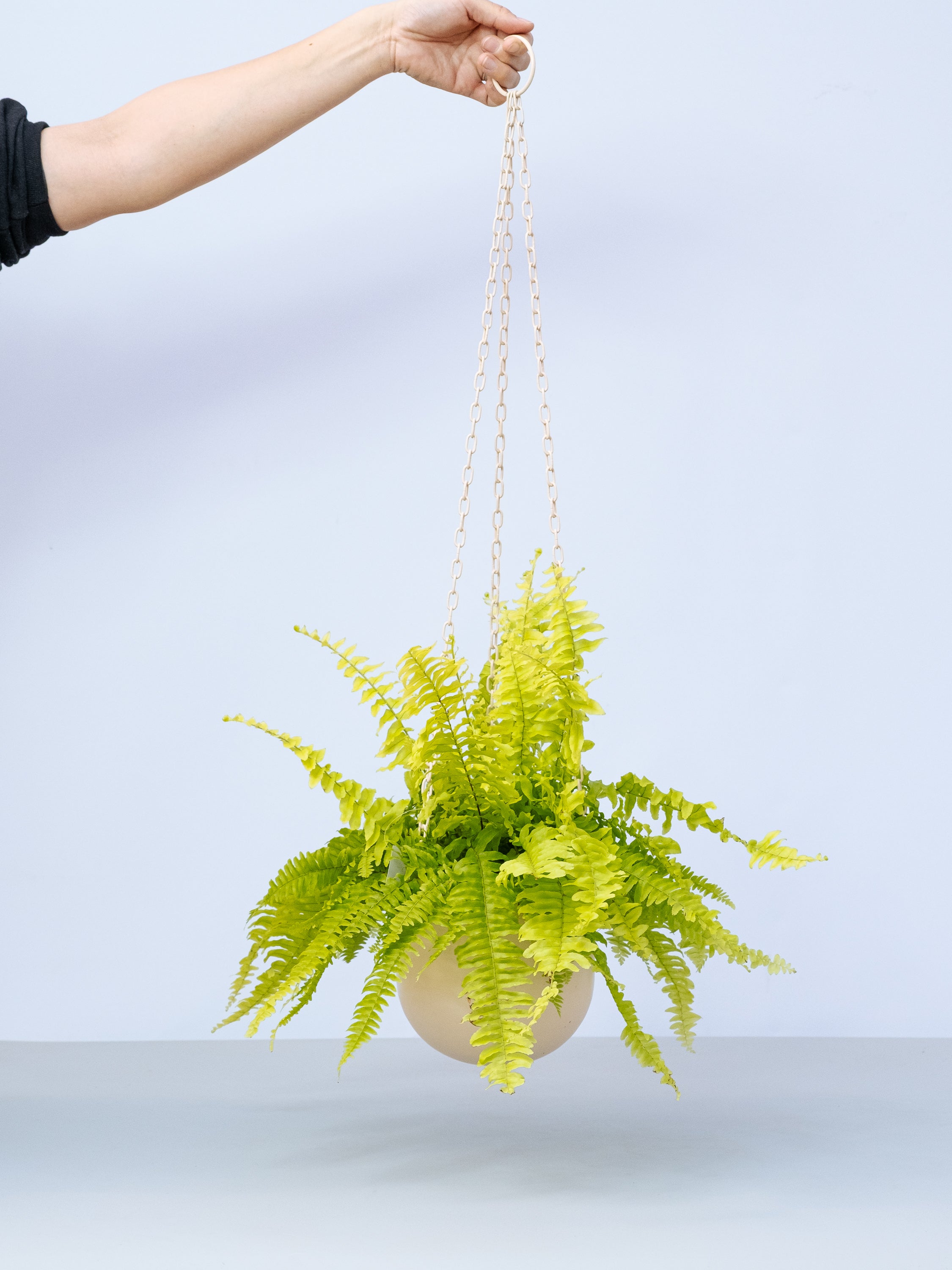 【一点もの】シダ タイガーライム -ハンギング-