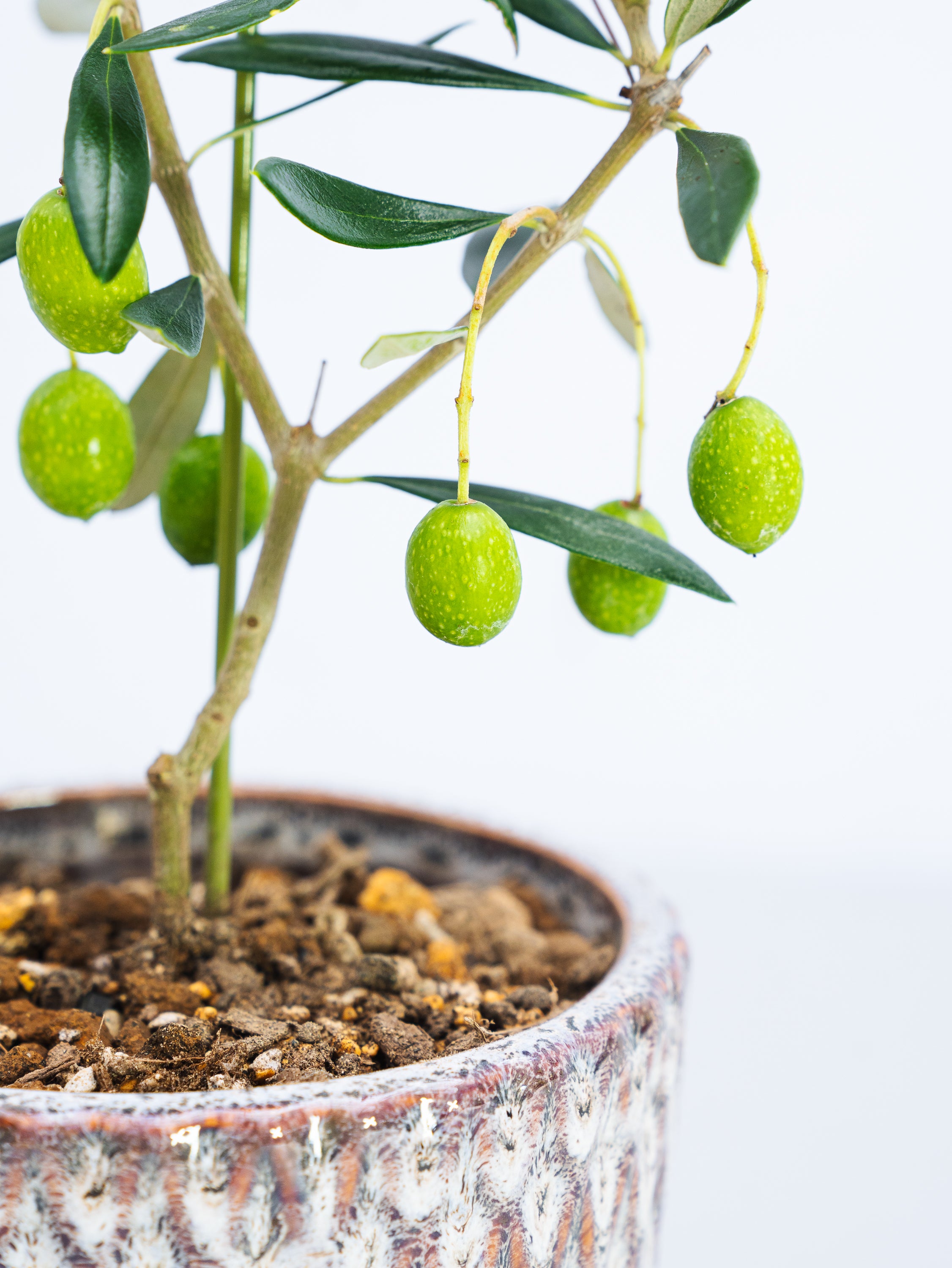 一点もの】オリーブ・フラントイオ 実付 S #1 | 観葉植物・お花の通販