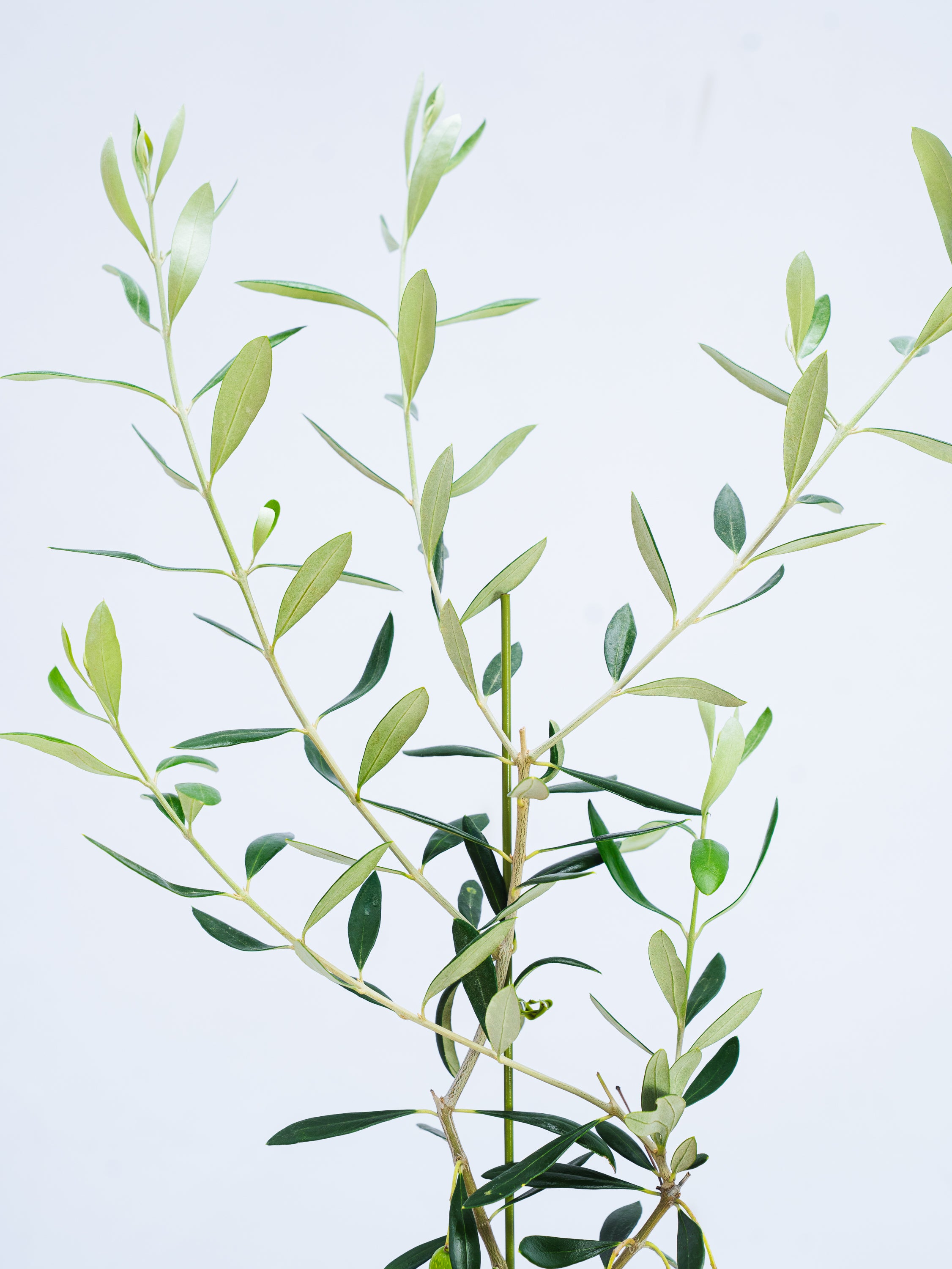 一点もの】オリーブ・フラントイオ 実付 S #1 | 観葉植物・お花の通販