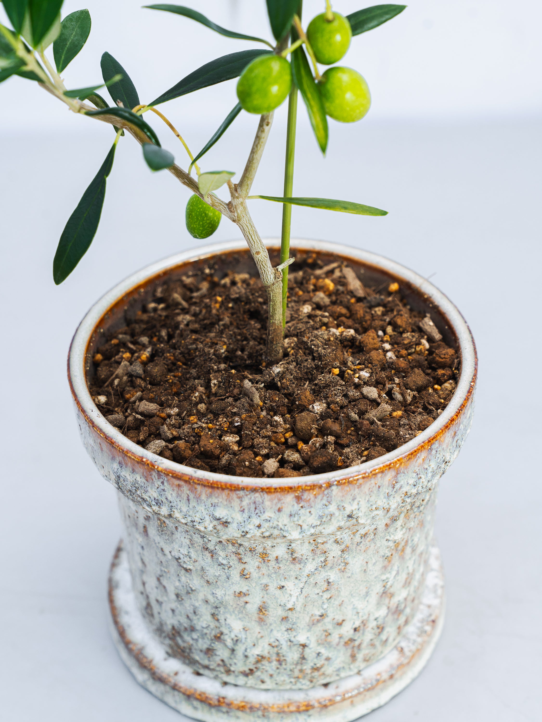 一点もの】オリーブ・フラントイオ 実付 S #2 | 観葉植物・お花の通販