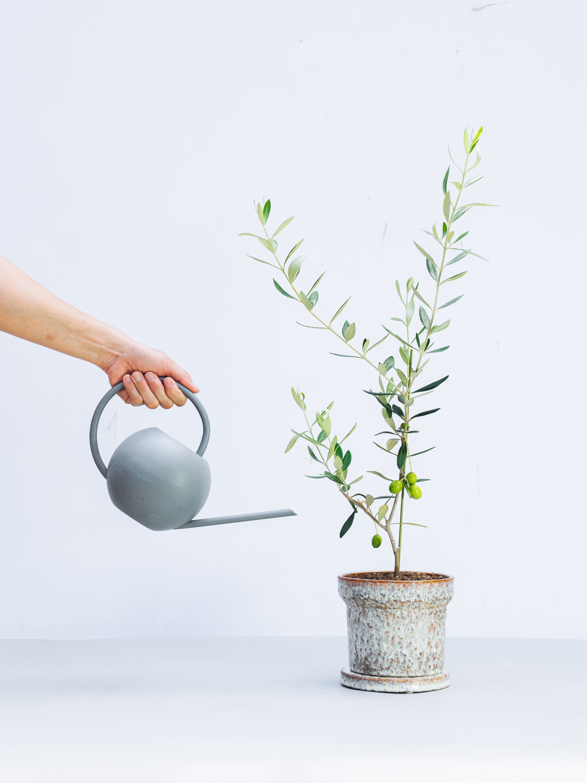 一点もの】オリーブ・フラントイオ 実付 S #2 | 観葉植物・お花の通販
