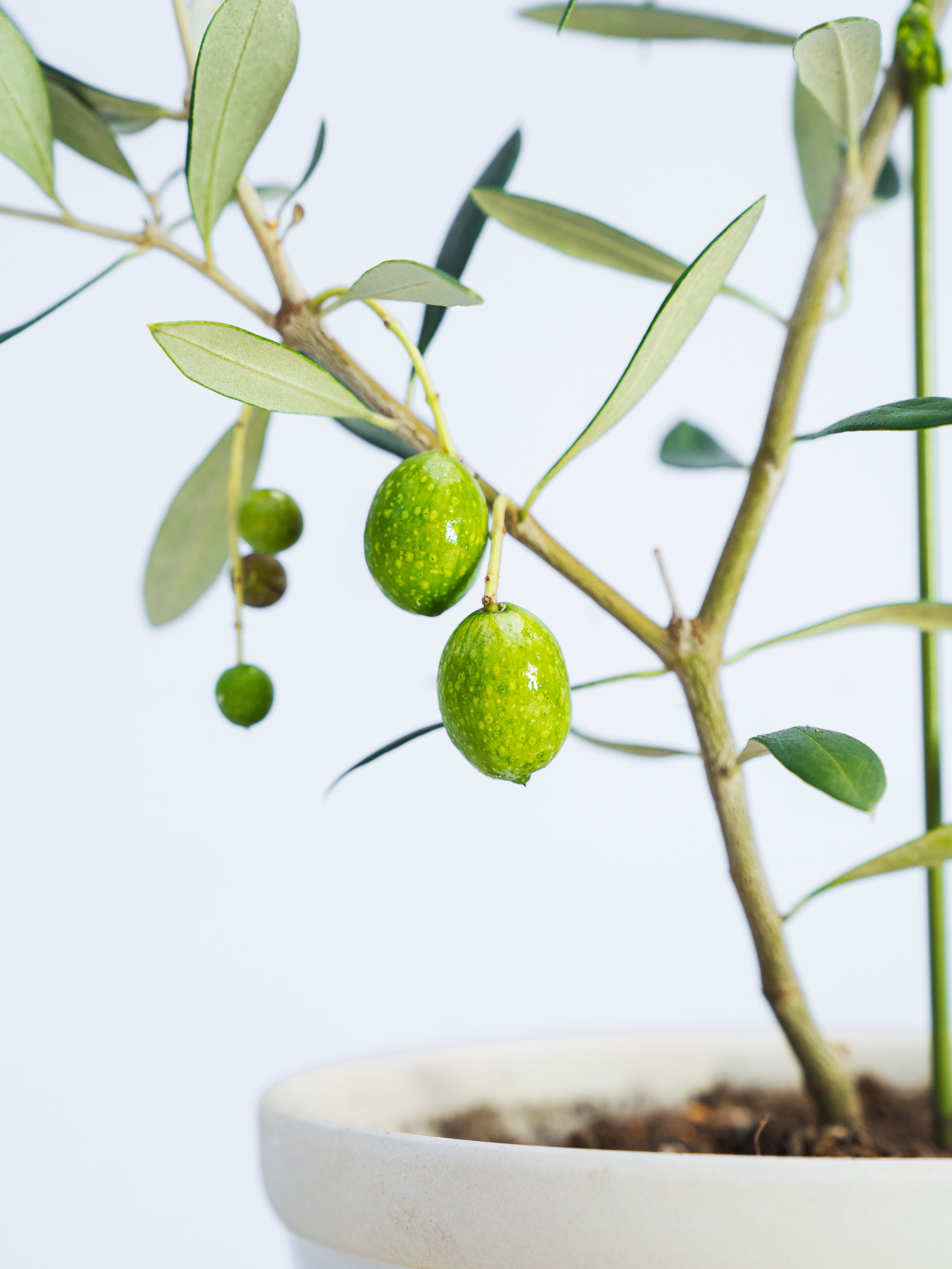 一点もの】オリーブ・フラントイオ 実付 S #3 | 観葉植物・お花の通販