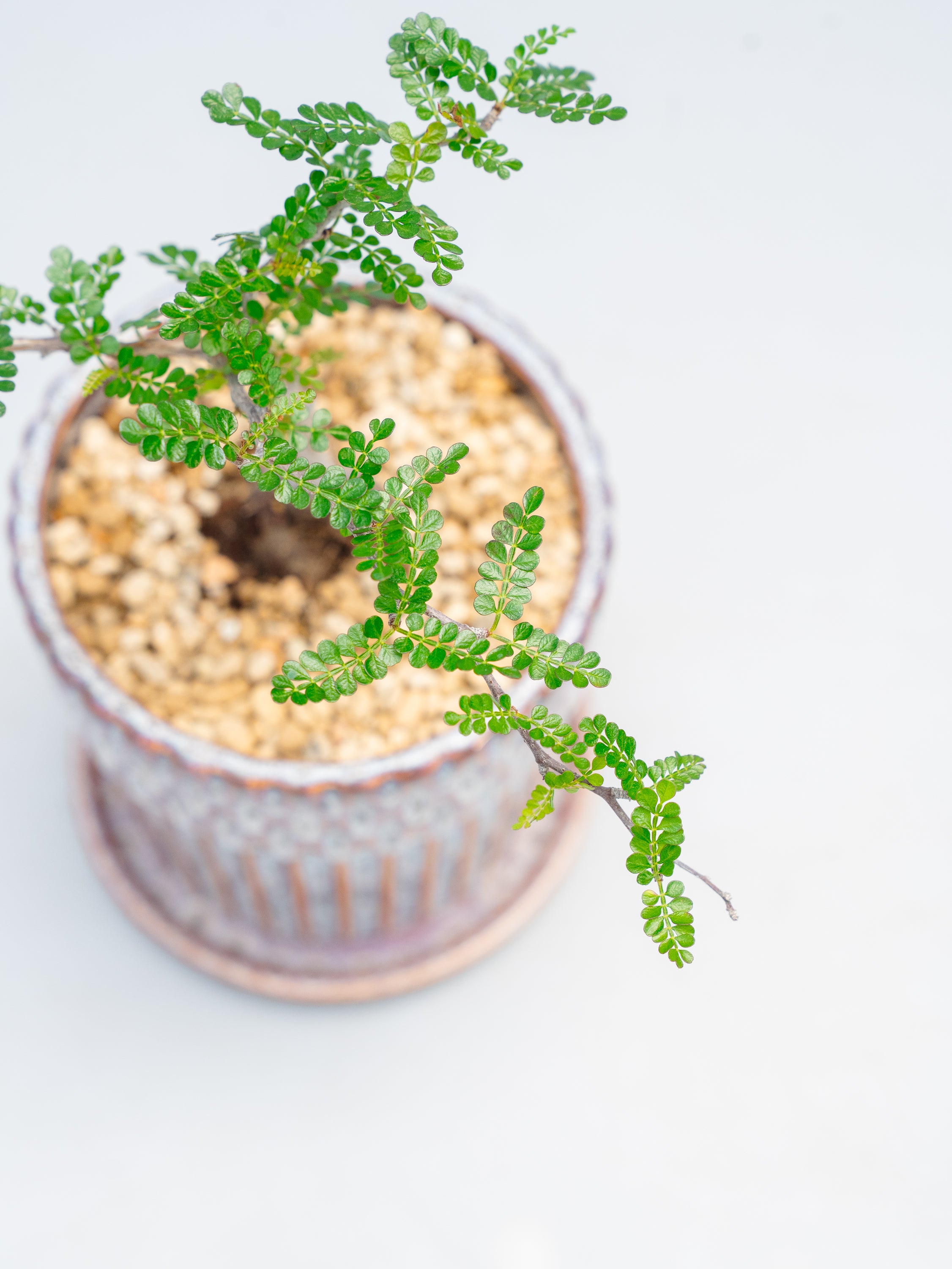 一点もの】オペルクリカリア・デカリー Table-L | 観葉植物・お花の