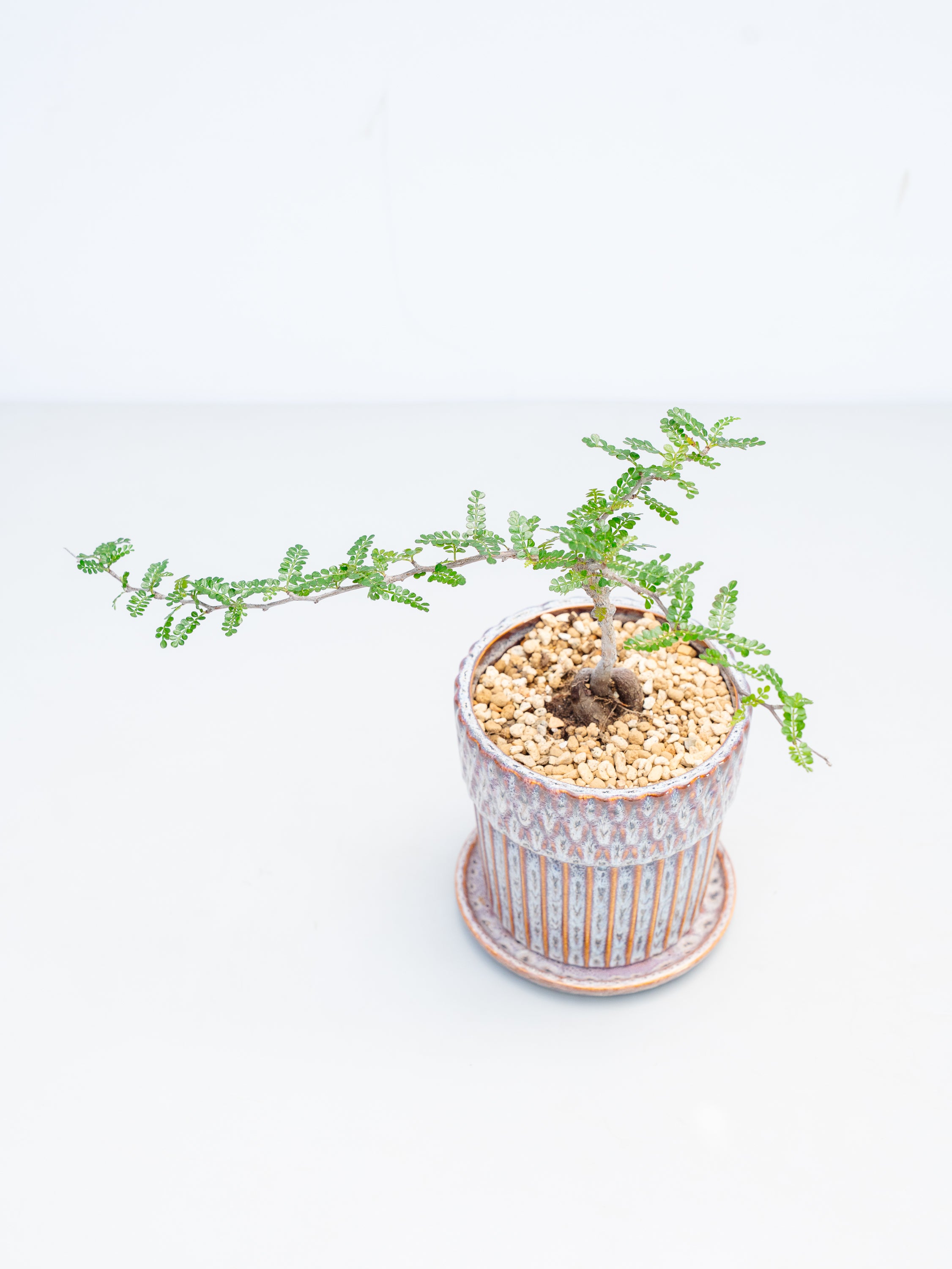 一点もの】オペルクリカリア・デカリー Table-L | 観葉植物・お花の