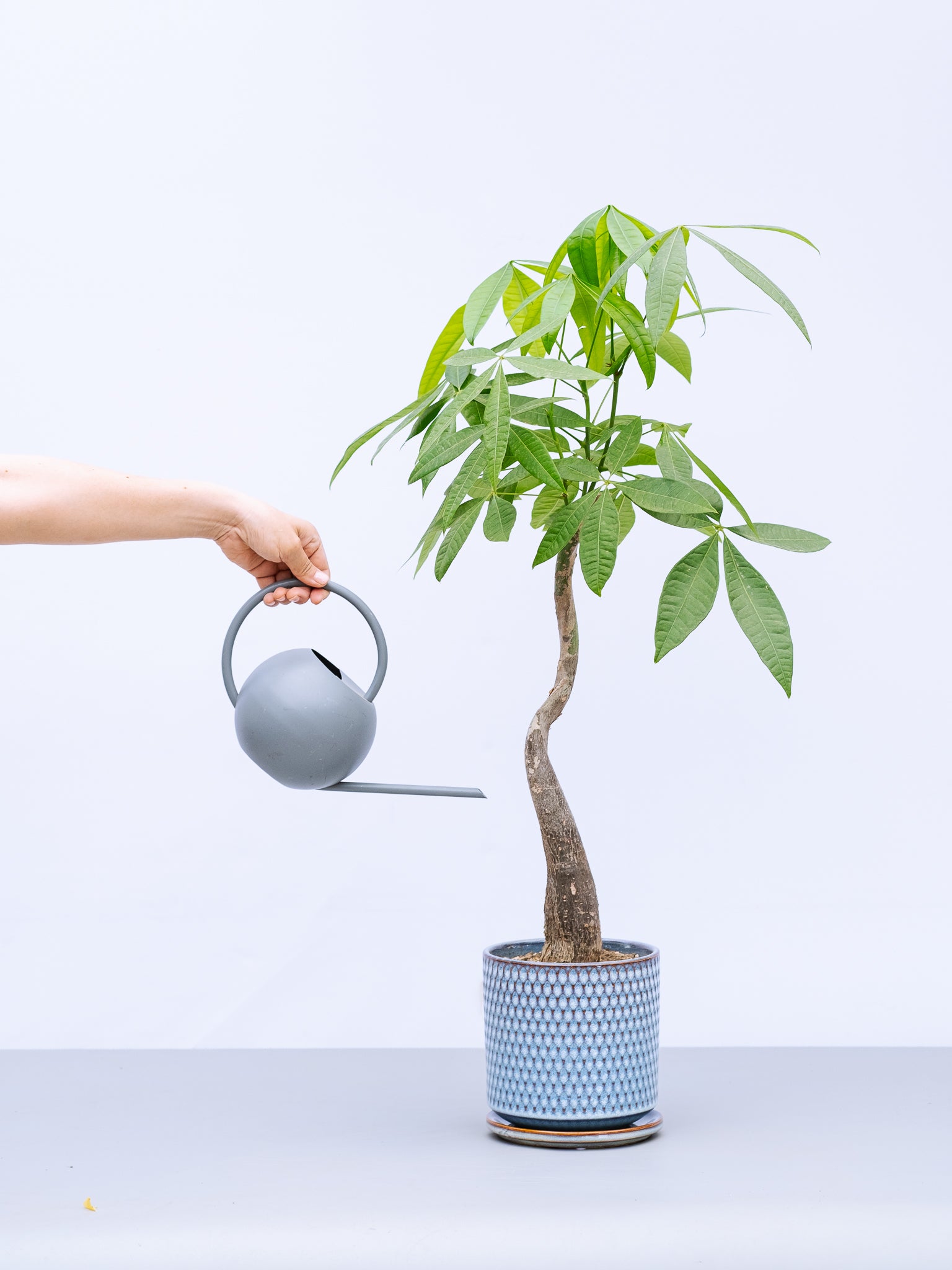 一点もの】パキラ ウェーブ M #2 | 観葉植物・お花の通販 AND PLANTS 
