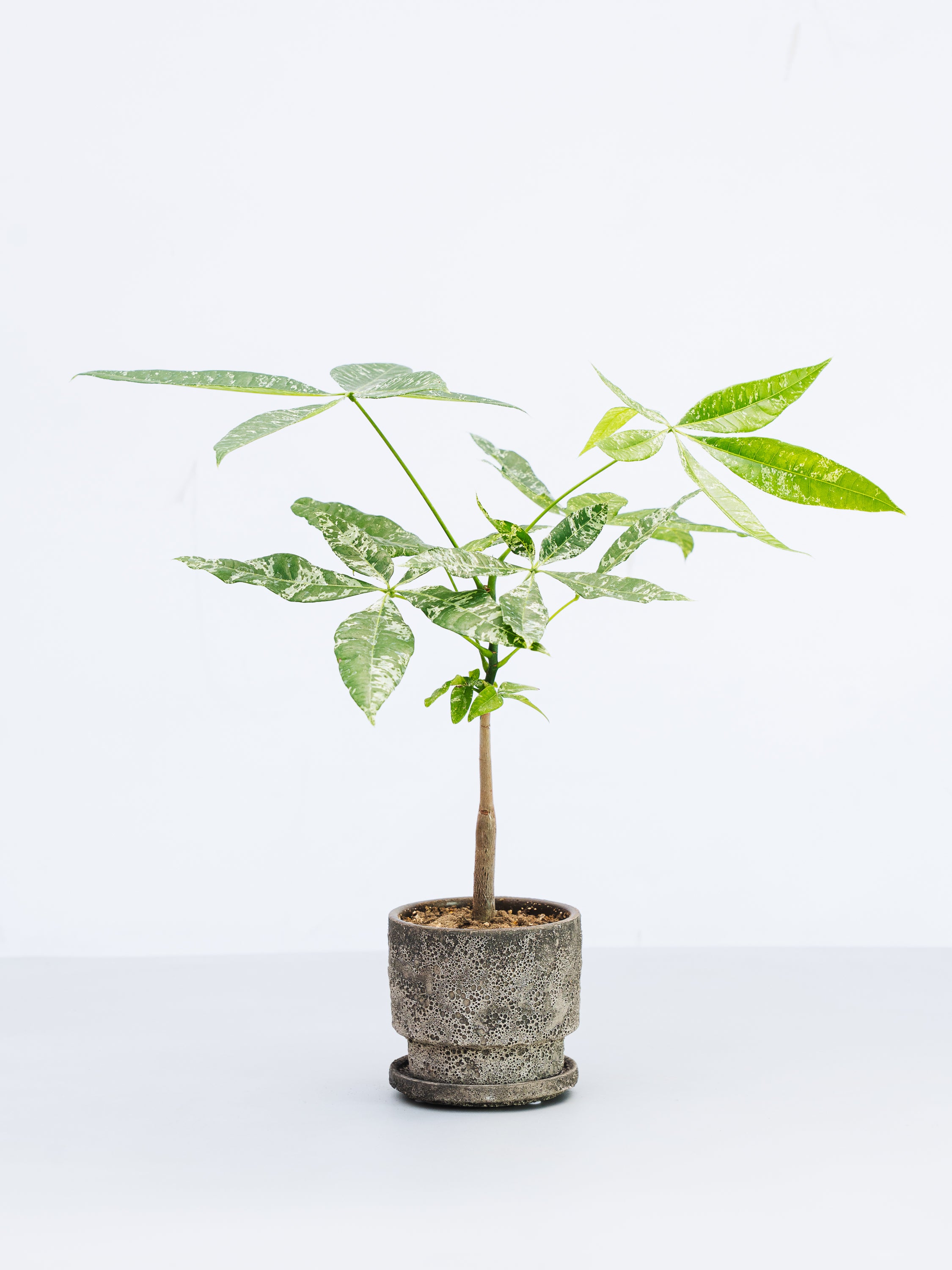 一点もの】パキラ・ミルキーウェイ 実生 Table-M #17 | 観葉植物・お花
