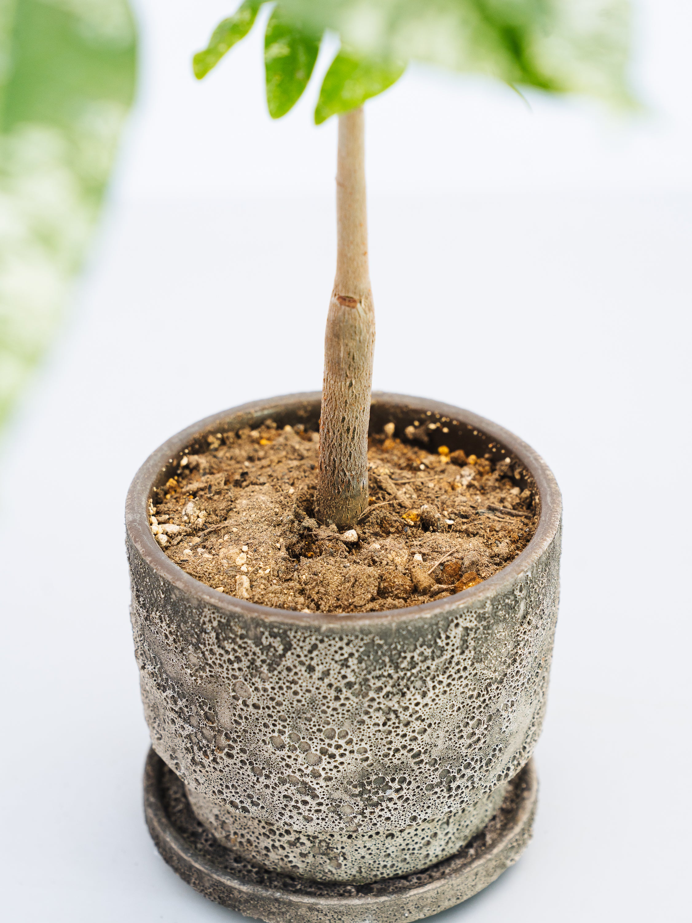 一点もの】パキラ・ミルキーウェイ 実生 Table-M #17 | 観葉植物・お花
