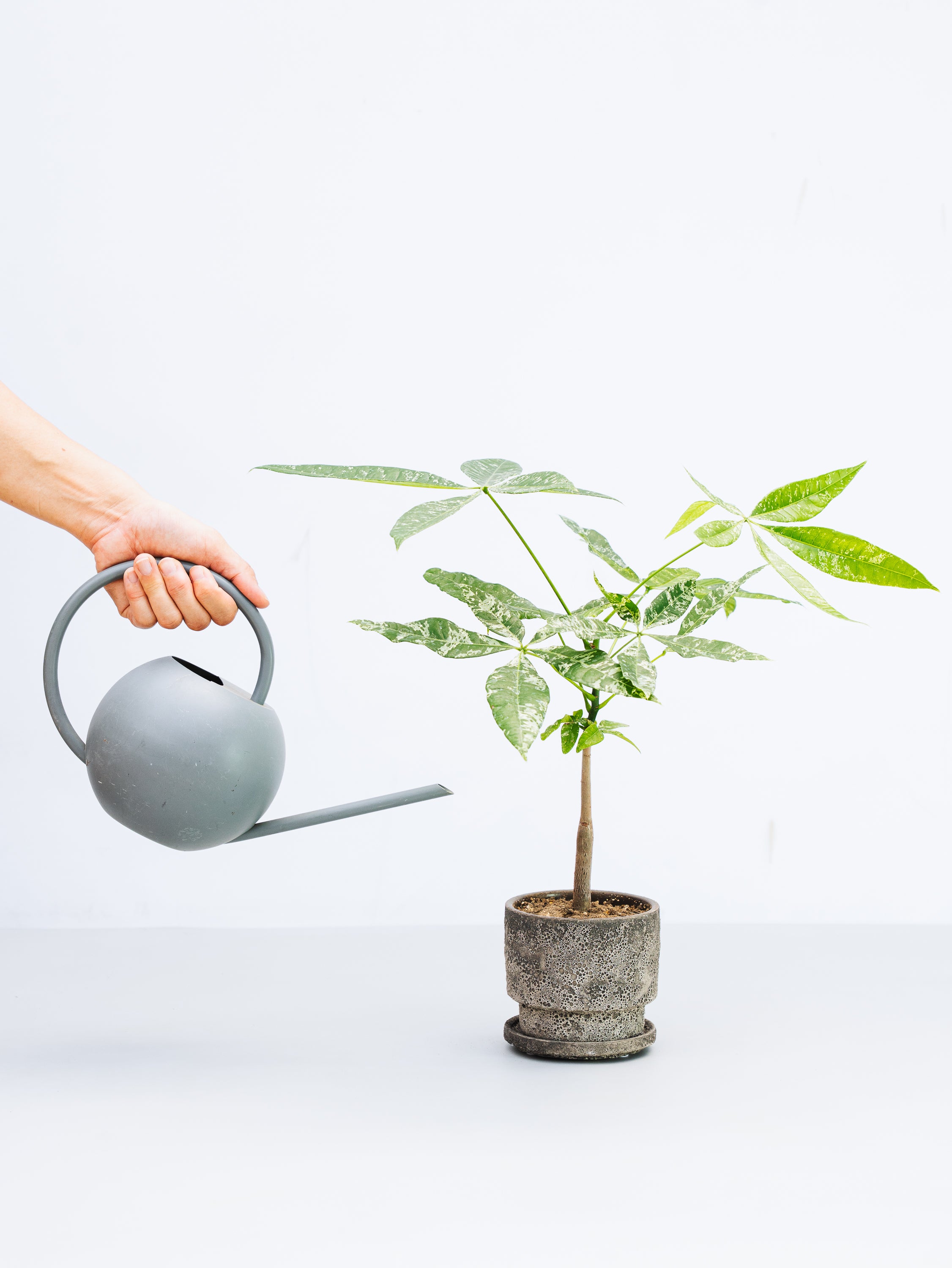 一点もの】パキラ・ミルキーウェイ 実生 Table-M #17 | 観葉植物・お花