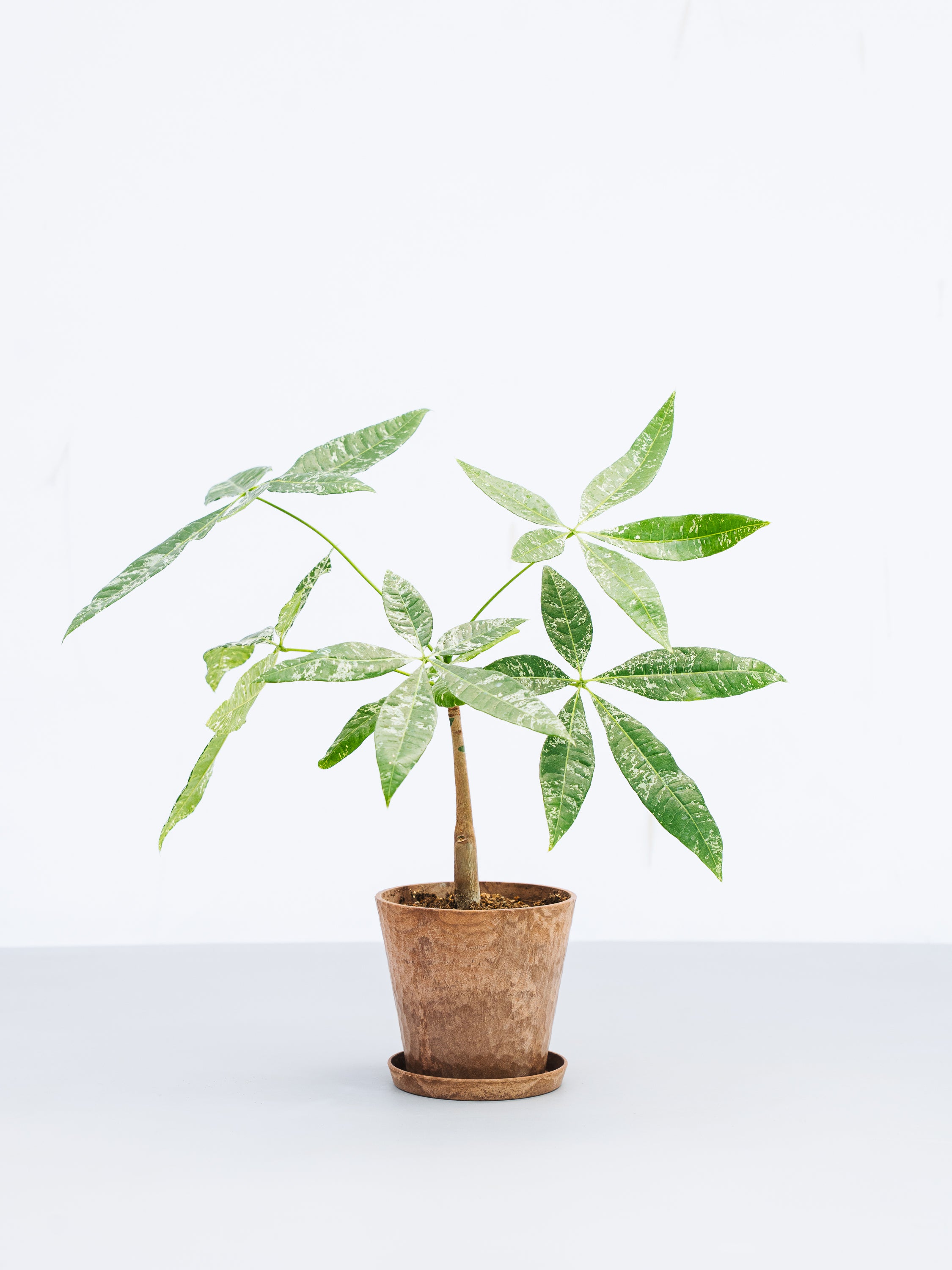 一点もの】パキラ・ミルキーウェイ 実生 Table-M #18 | 観葉植物・お花