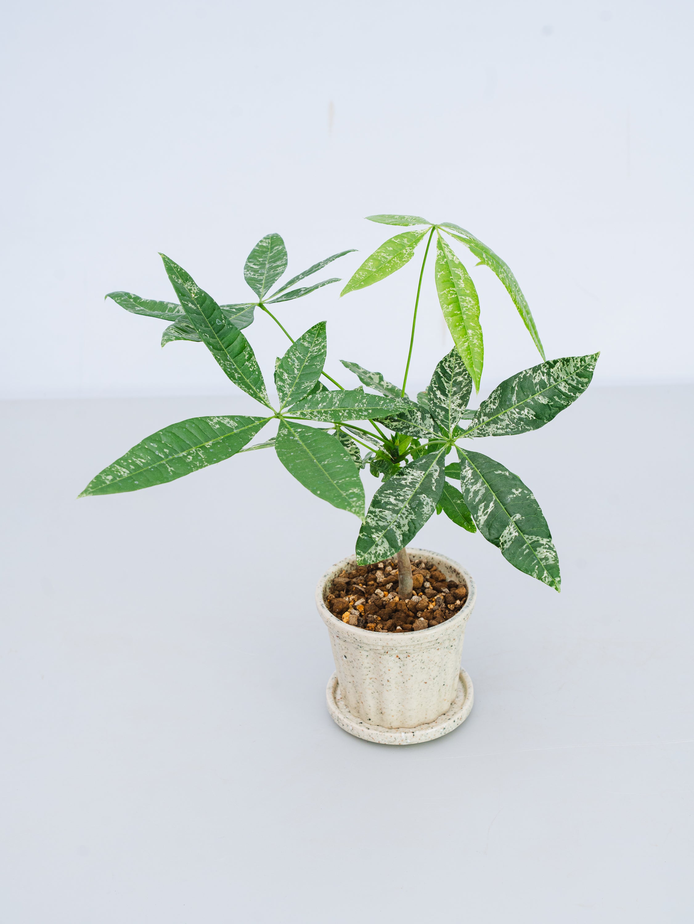 一点もの】パキラ・ミルキーウェイ 実生 Table-S #1 | 観葉植物・お花