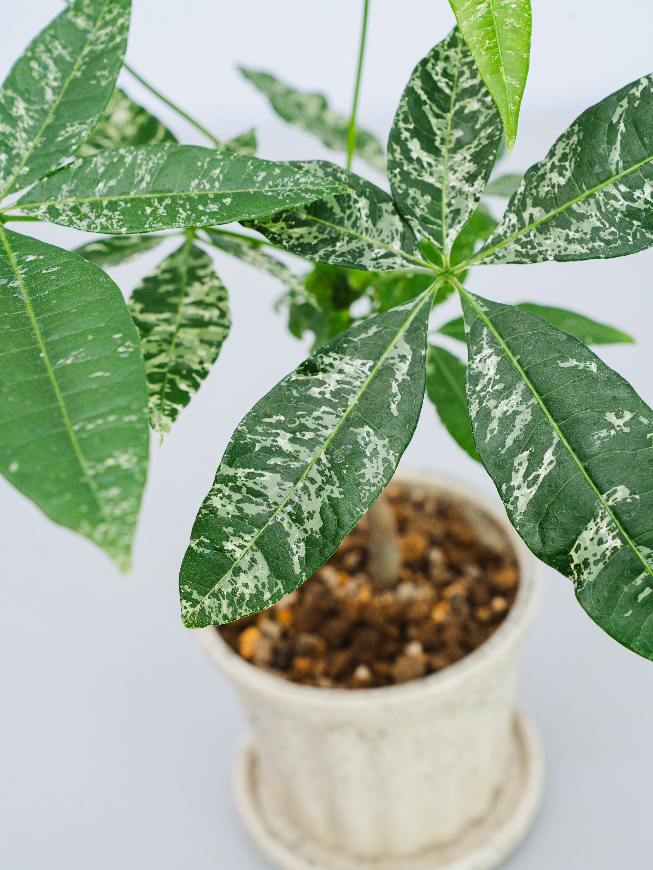 一点もの】パキラ・ミルキーウェイ 実生 Table-S #1 | 観葉植物・お花