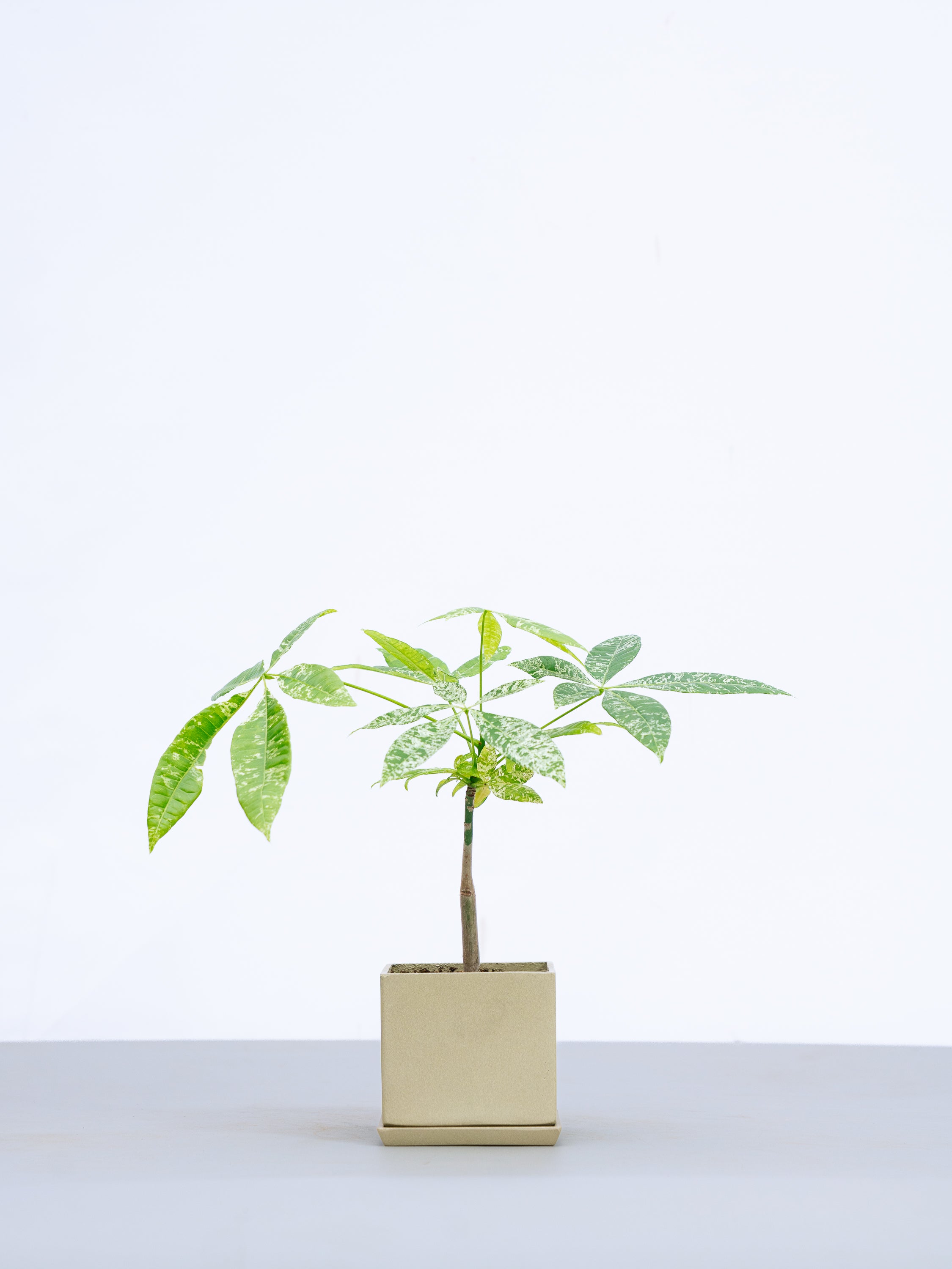 観葉植物　パキラミルキーウェイ 一点もの】パキラ・ミルキーウェイ Table-M #1 | 観葉植物・お花の通販