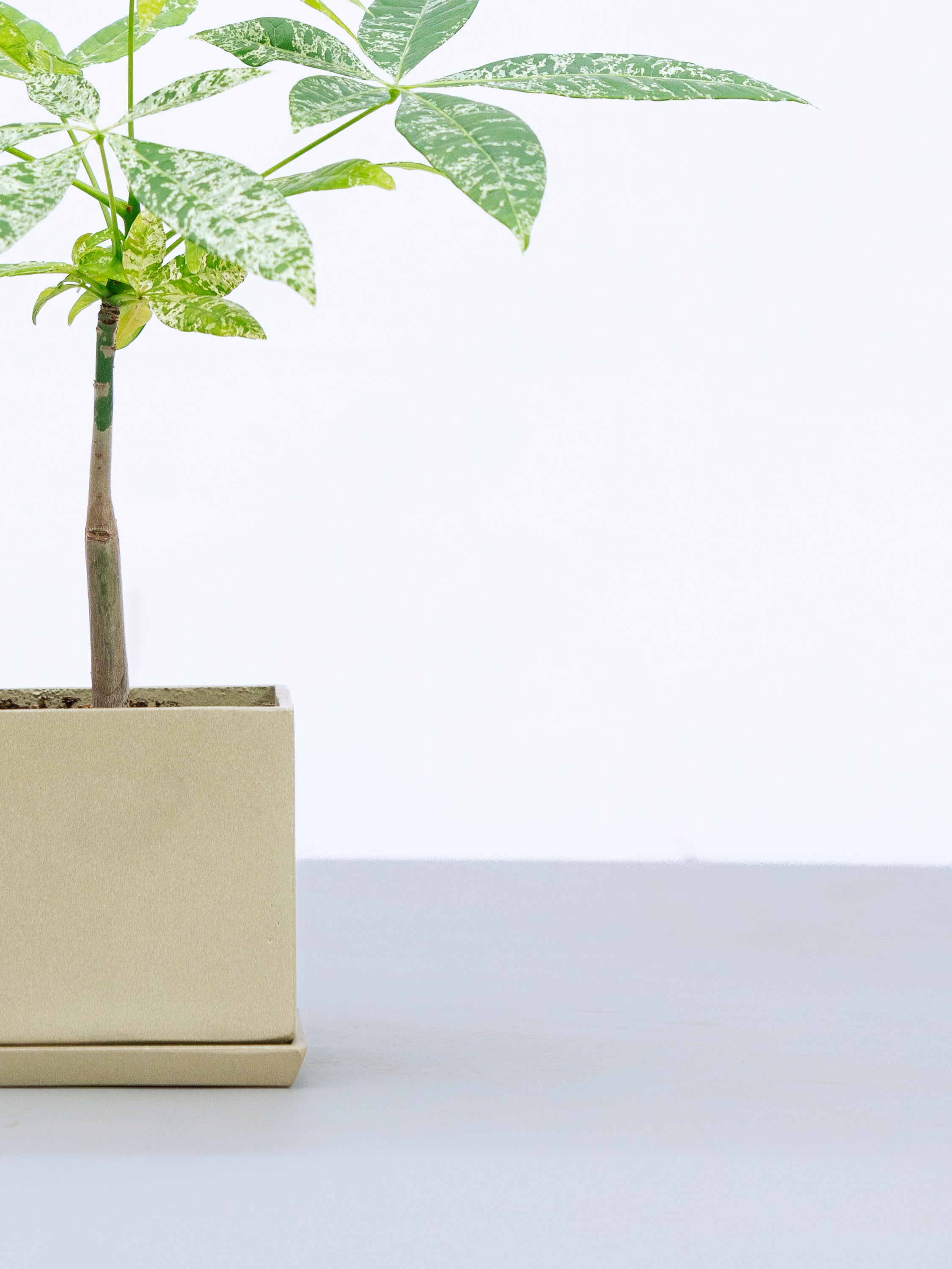 一点もの】パキラ・ミルキーウェイ Table-M #1 | 観葉植物・お花の通販