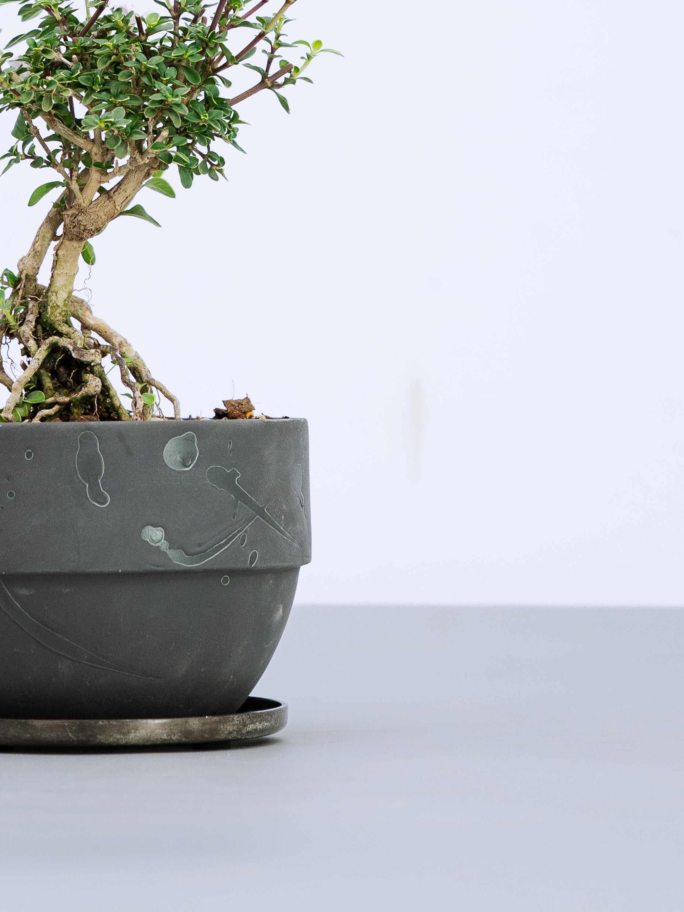 一点もの】紅鳥花 Table-M | 観葉植物・お花の通販 AND PLANTS (アンド