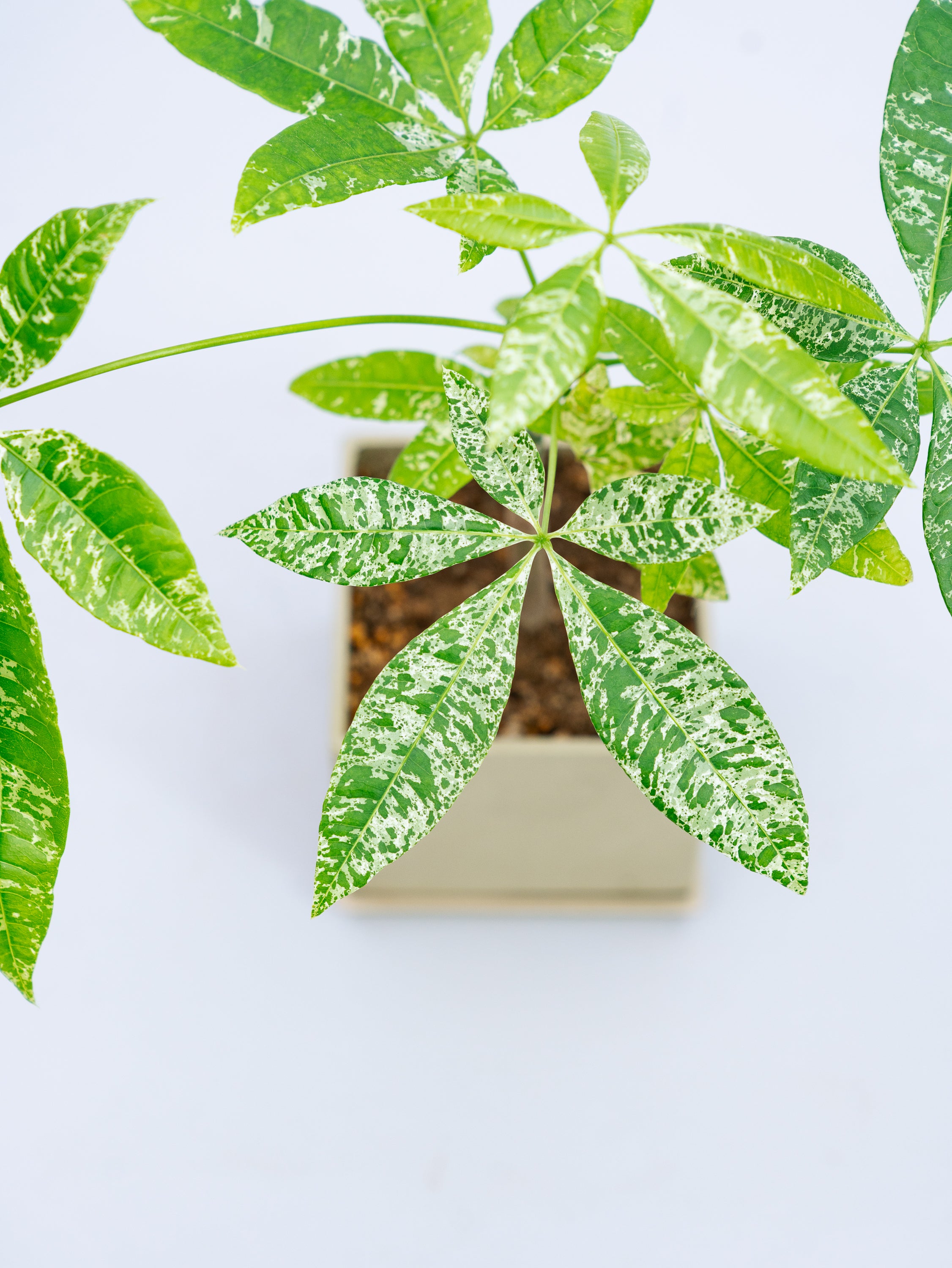 一点もの】パキラ・ミルキーウェイ Table-M #1 | 観葉植物・お花の通販