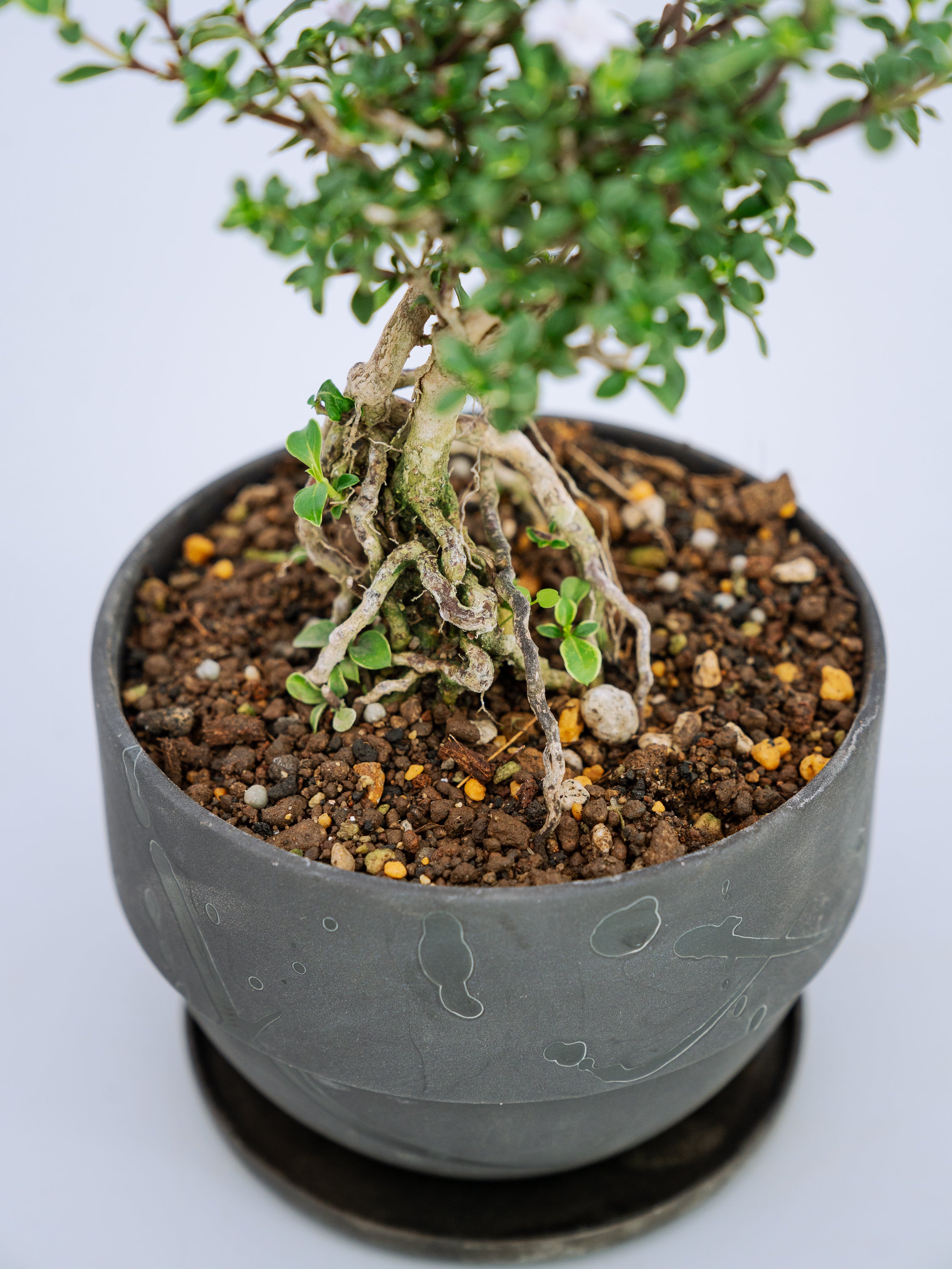 一点もの】紅鳥花 Table-M | 観葉植物・お花の通販 AND PLANTS (アンド