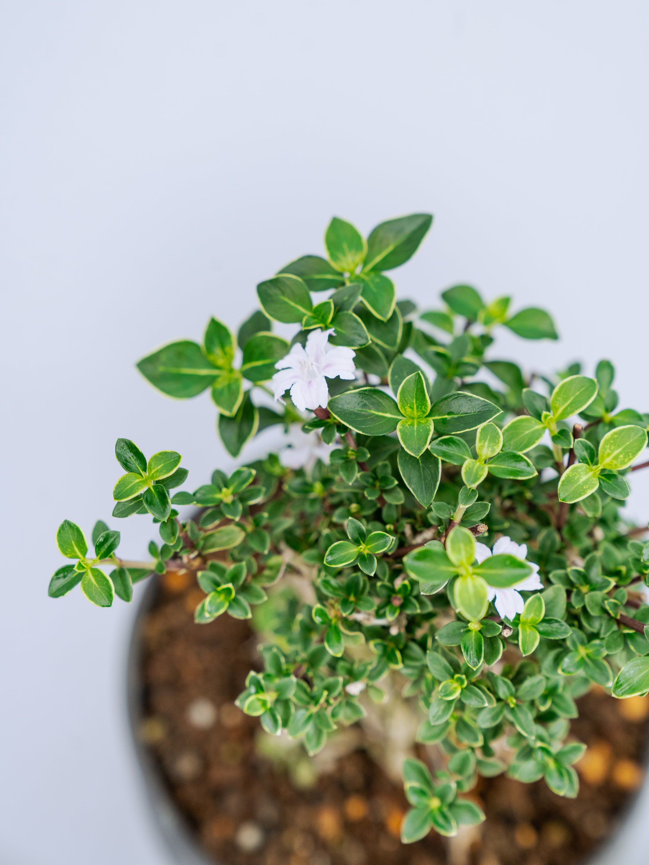 一点もの】紅鳥花 Table-M | 観葉植物・お花の通販 AND PLANTS (アンド