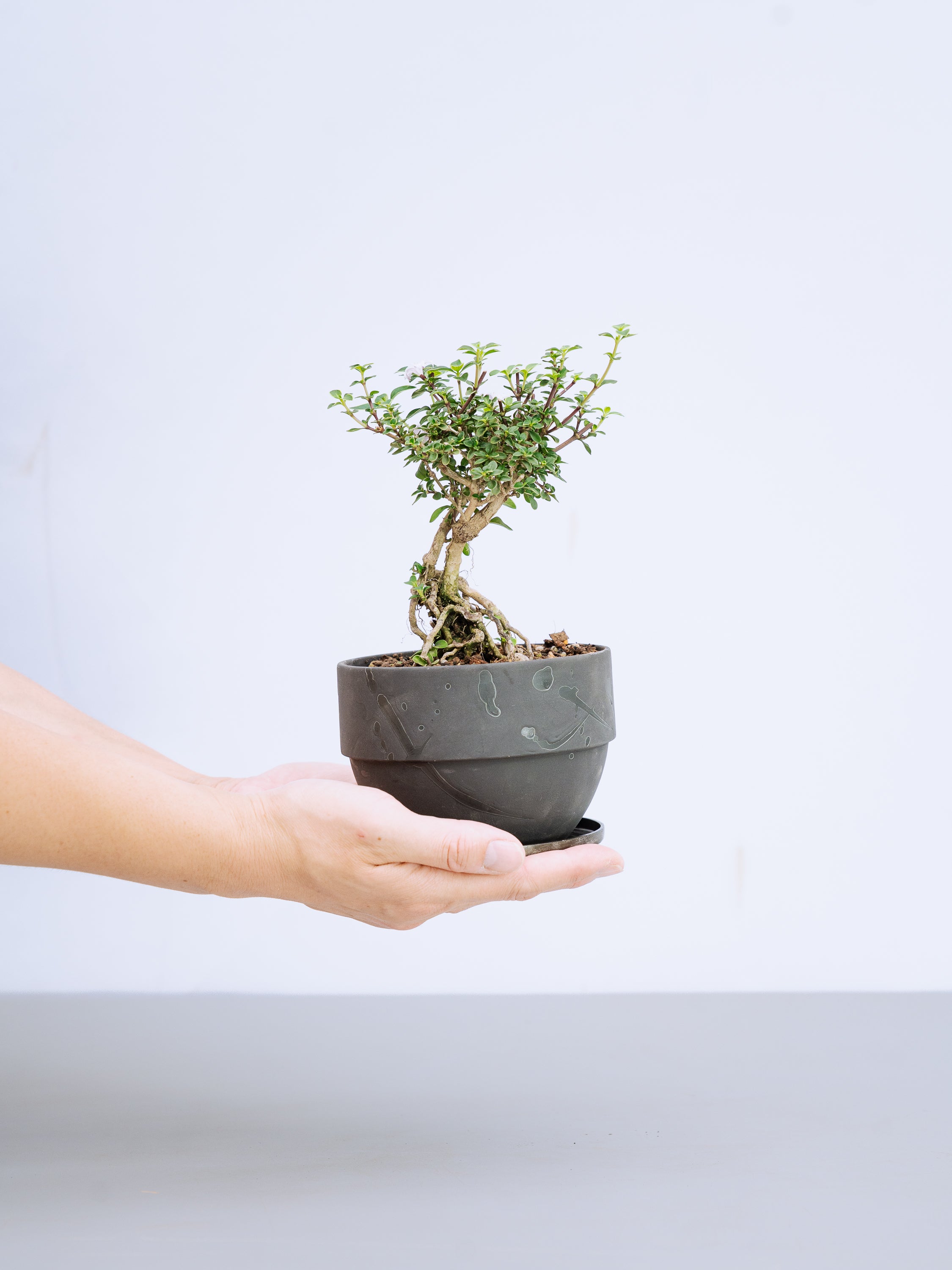一点もの】紅鳥花 Table-M | 観葉植物・お花の通販 AND PLANTS (アンド