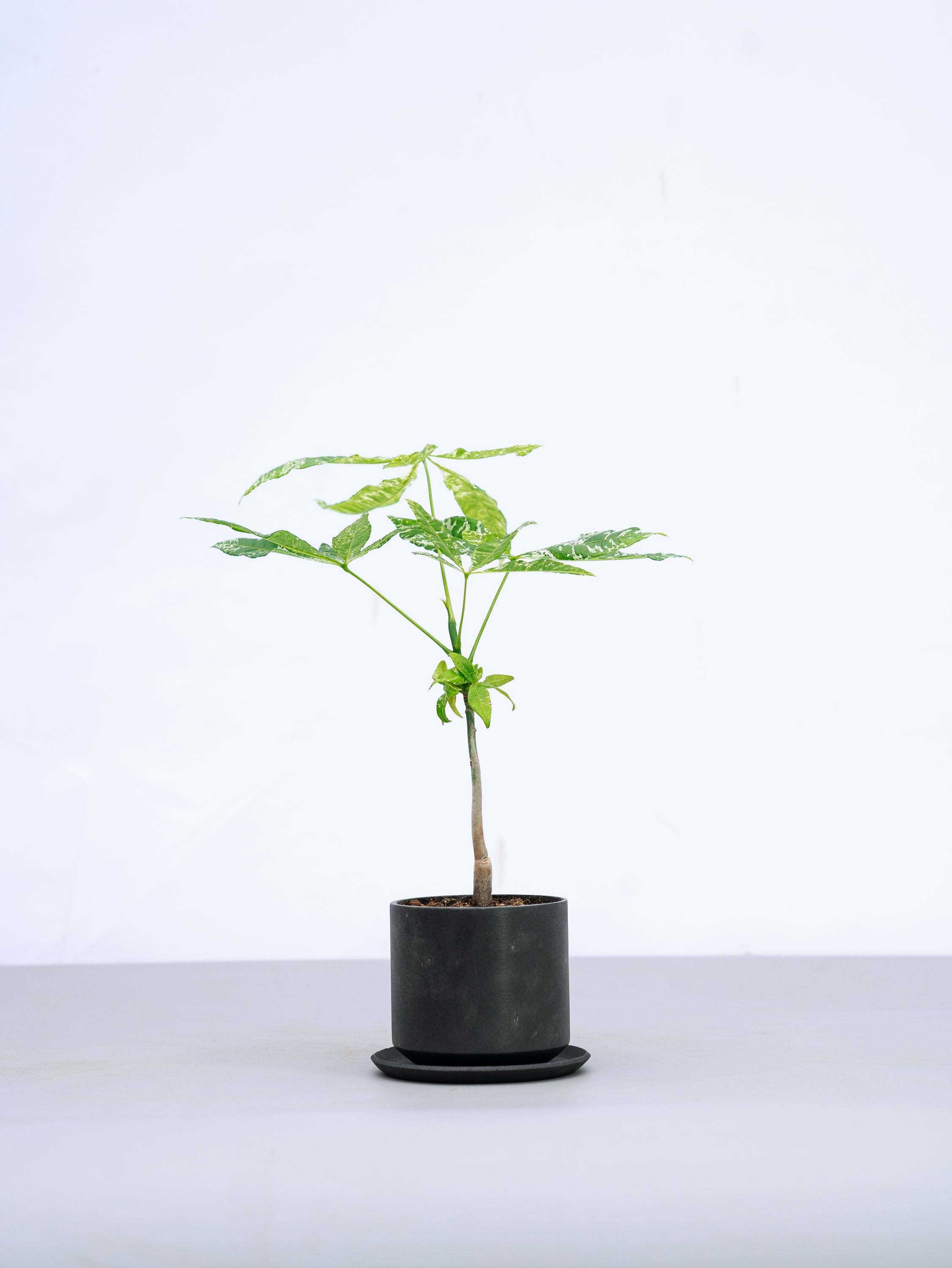 一点もの】パキラ・ミルキーウェイ Table-M #2 | 観葉植物・お花の通販