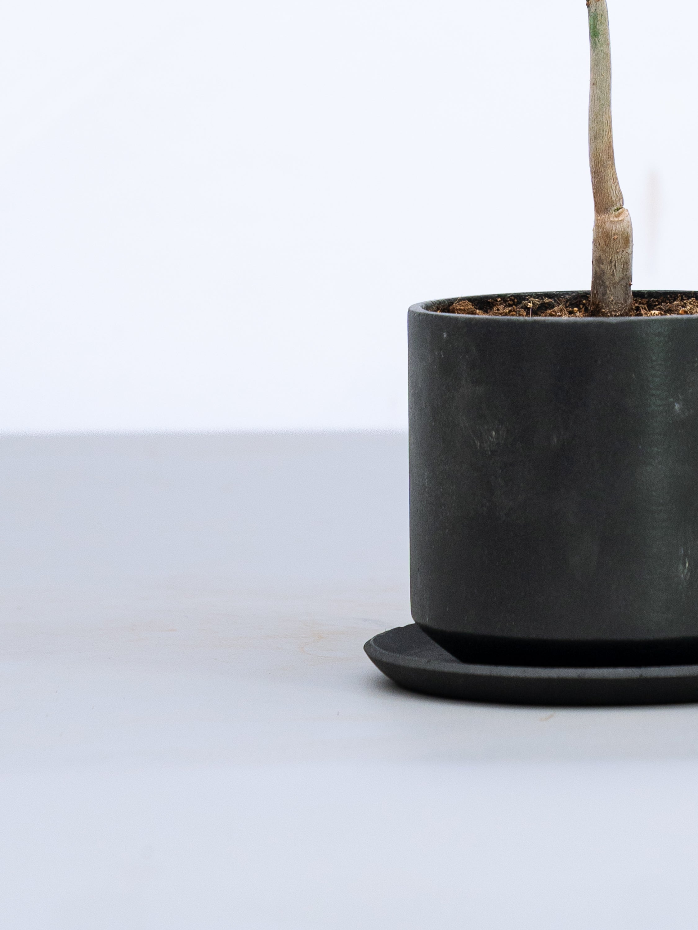 一点もの】パキラ・ミルキーウェイ Table-M #2 | 観葉植物・お花の通販