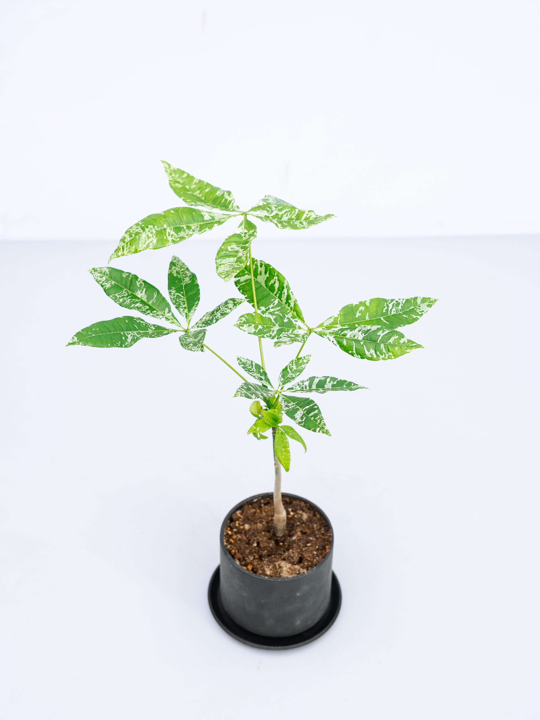 一点もの】パキラ・ミルキーウェイ Table-M #2 | 観葉植物・お花の通販