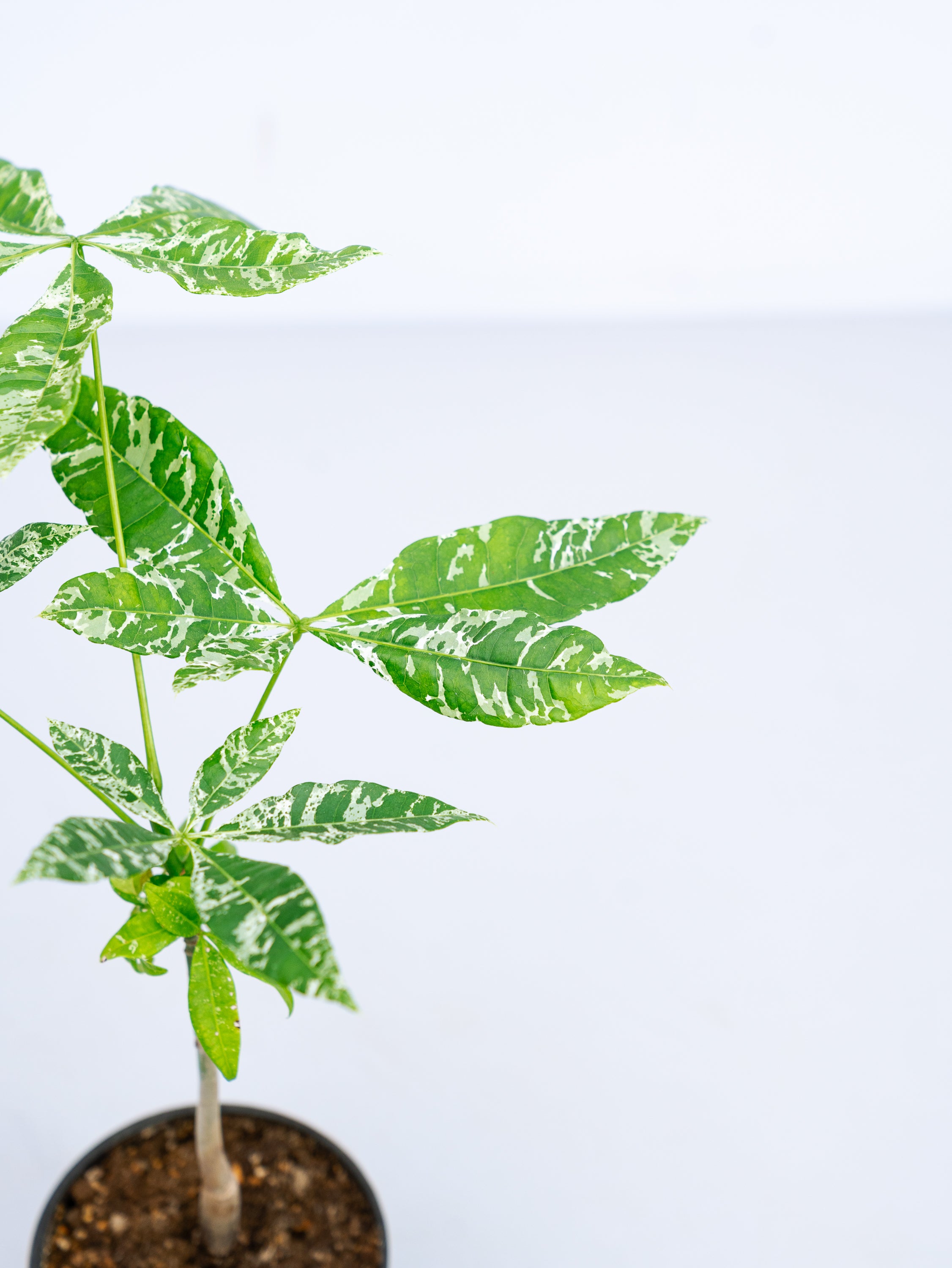 一点もの】パキラ・ミルキーウェイ Table-M #2 | 観葉植物・お花の通販