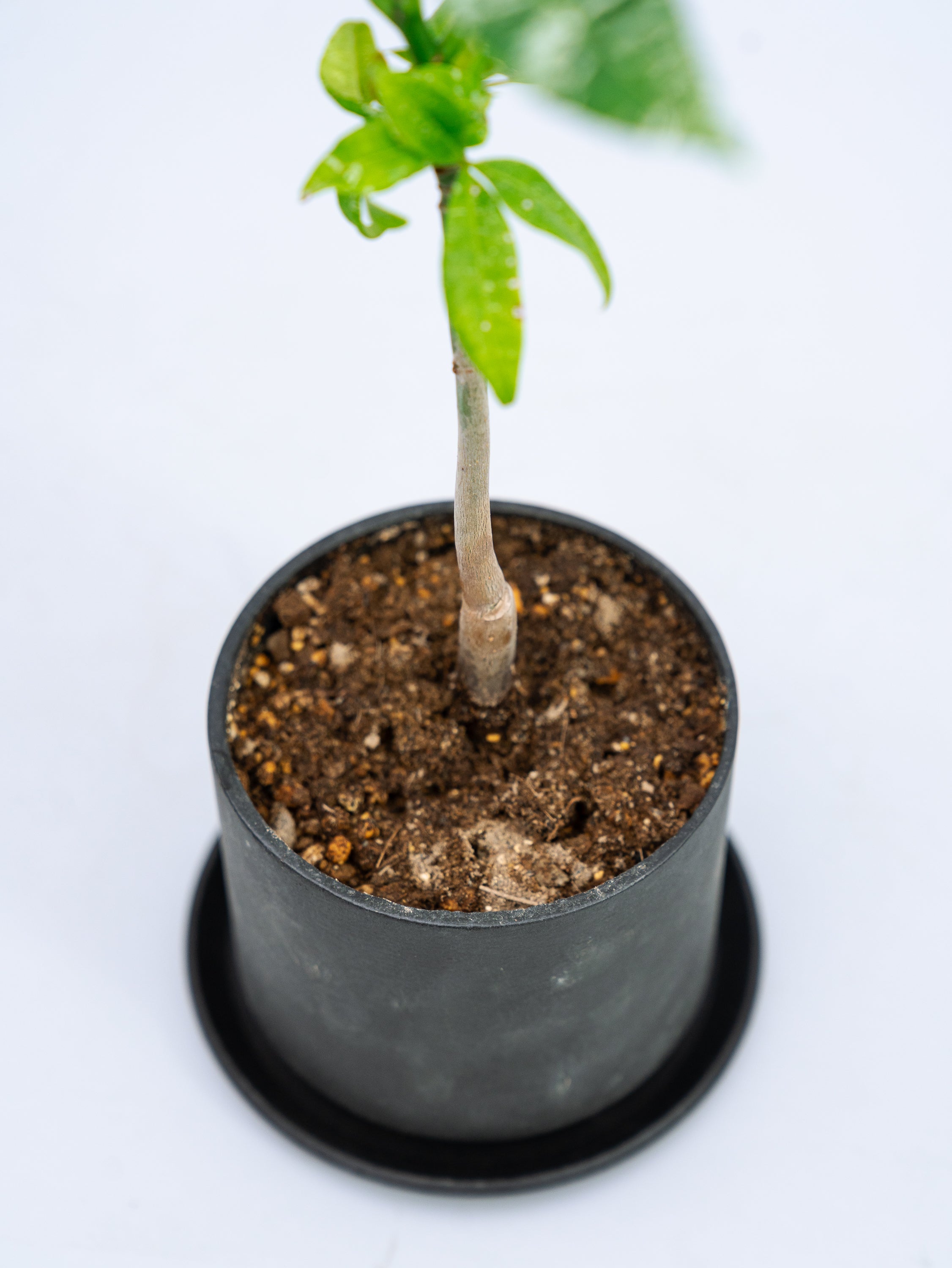 一点もの】パキラ・ミルキーウェイ Table-M #2 | 観葉植物・お花の通販