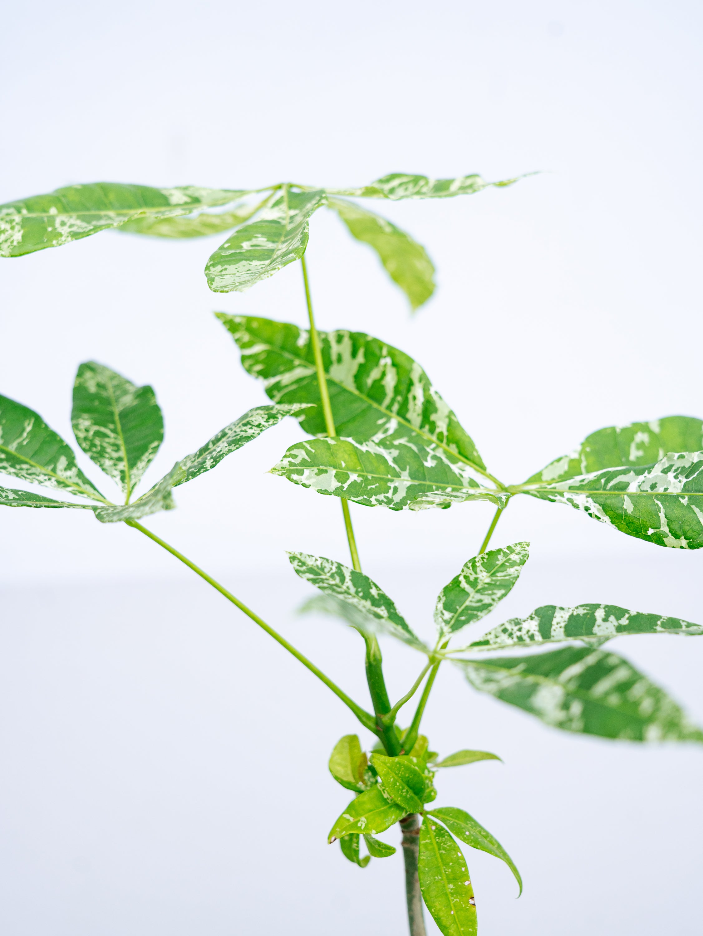 一点もの】パキラ・ミルキーウェイ Table-M #2 | 観葉植物・お花の通販