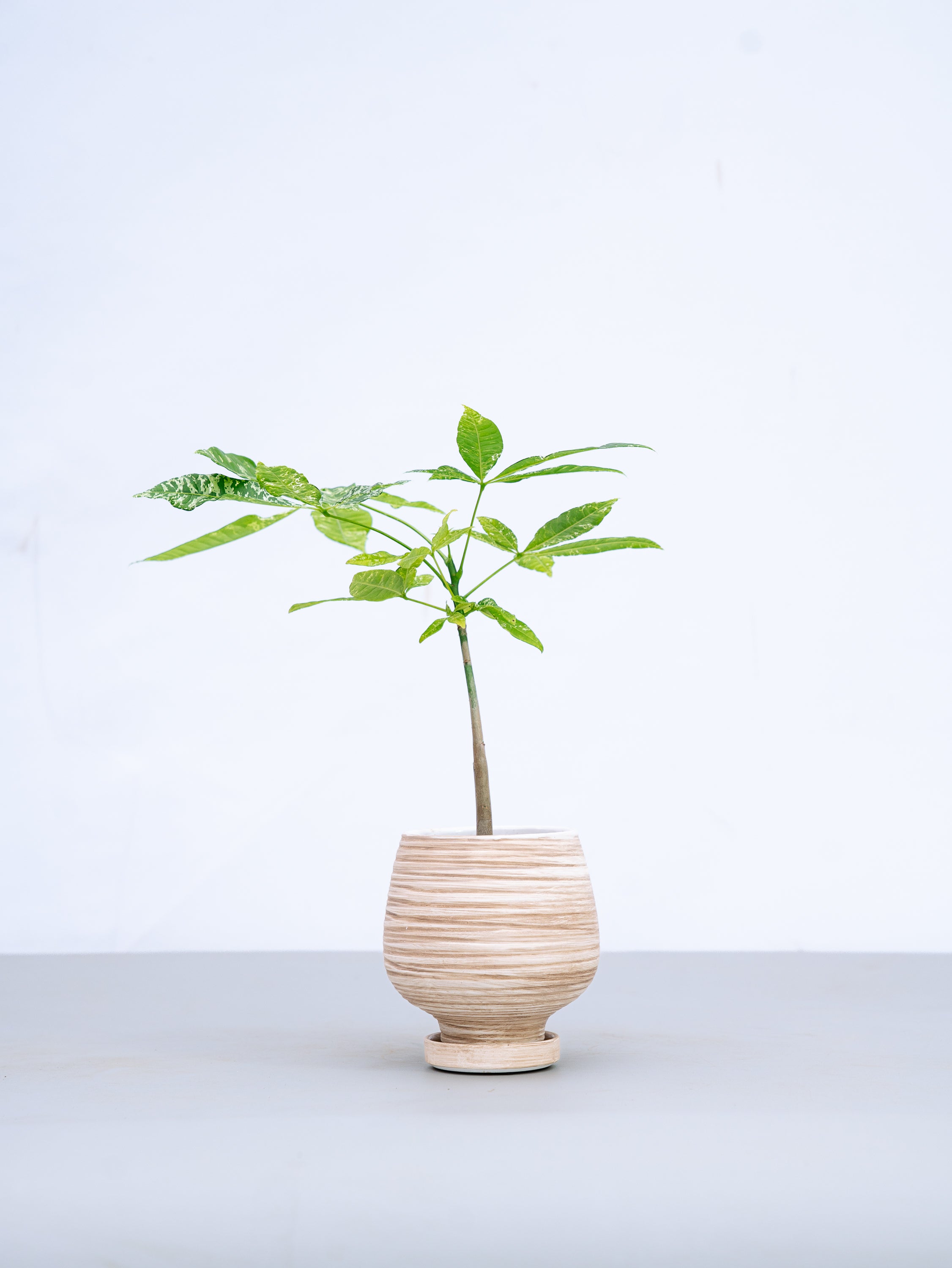 一点もの】パキラ・ミルキーウェイ Table-M #3 | 観葉植物・お花の通販