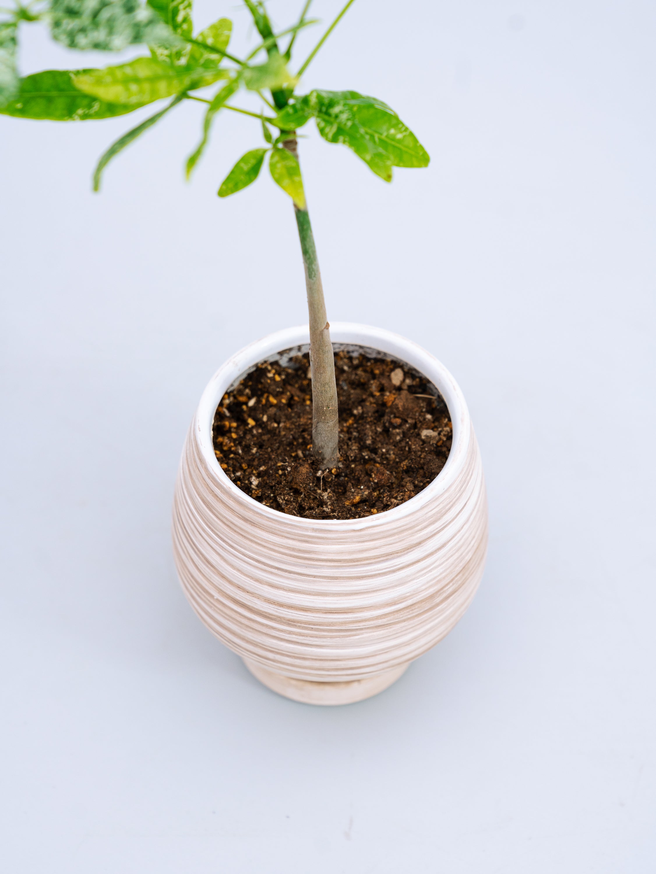 一点もの】パキラ・ミルキーウェイ Table-M #3 | 観葉植物・お花の通販